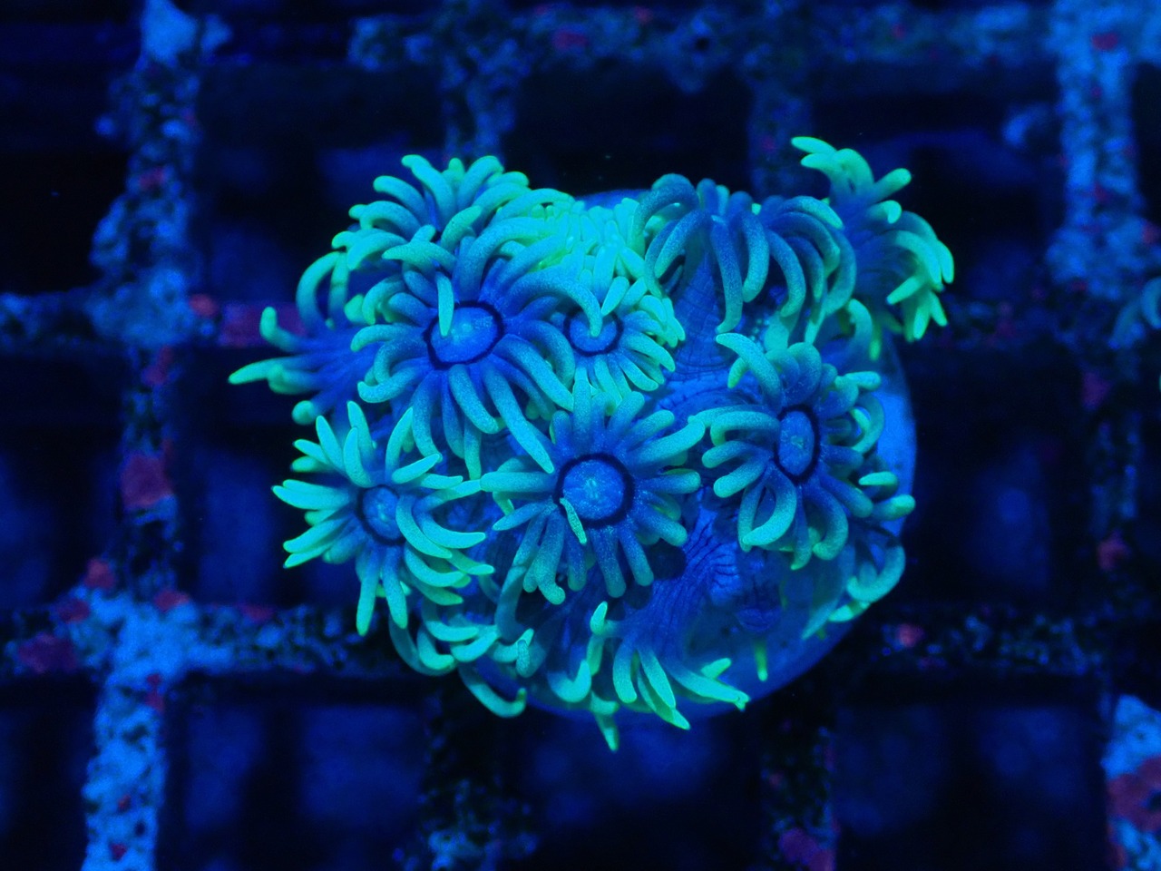 Goniopora GreenBlue FromAustralia 11