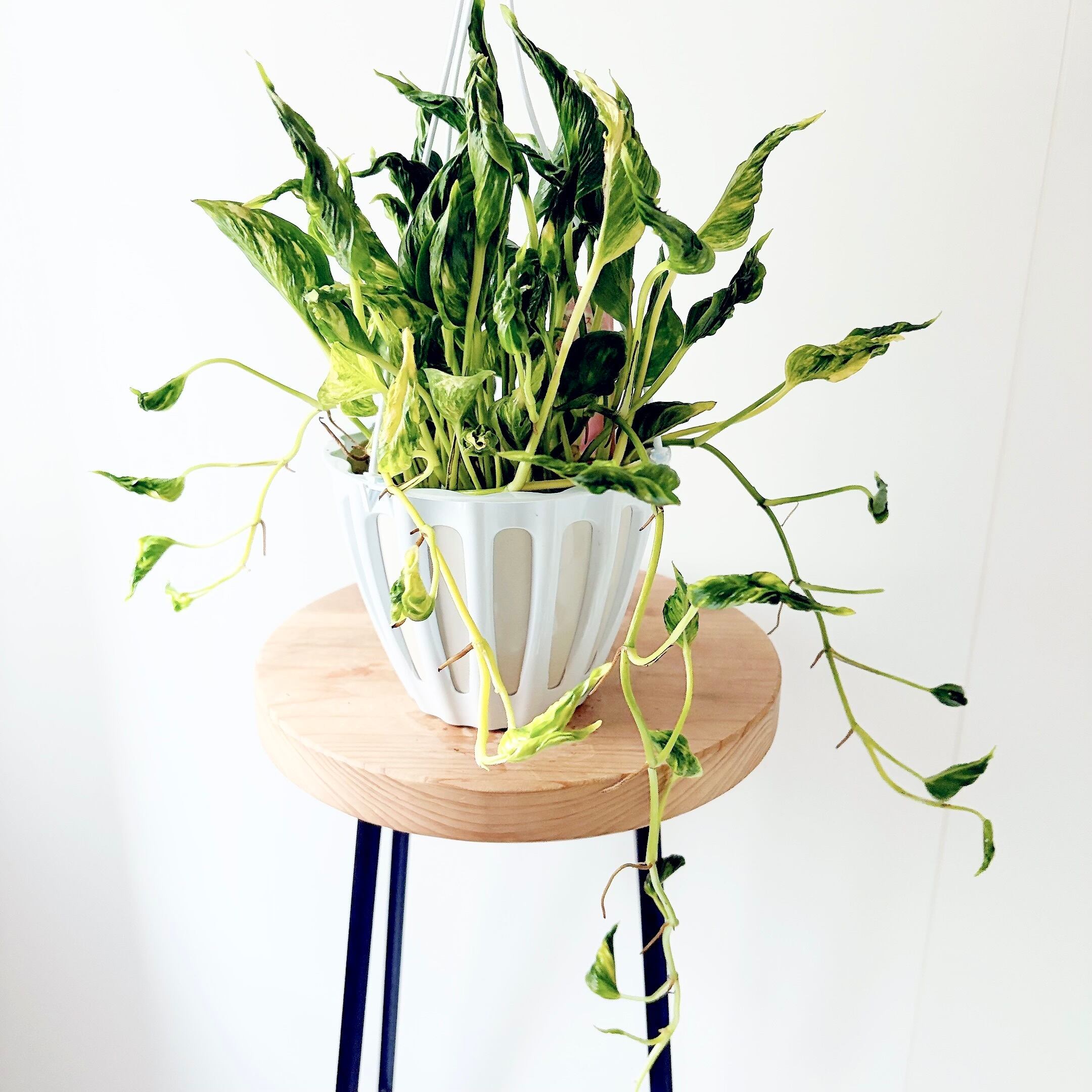レナンセラ・ロニン・レッド 希少 洋ラン 観葉植物 吊り下げ calm cafe calm cafe☕️