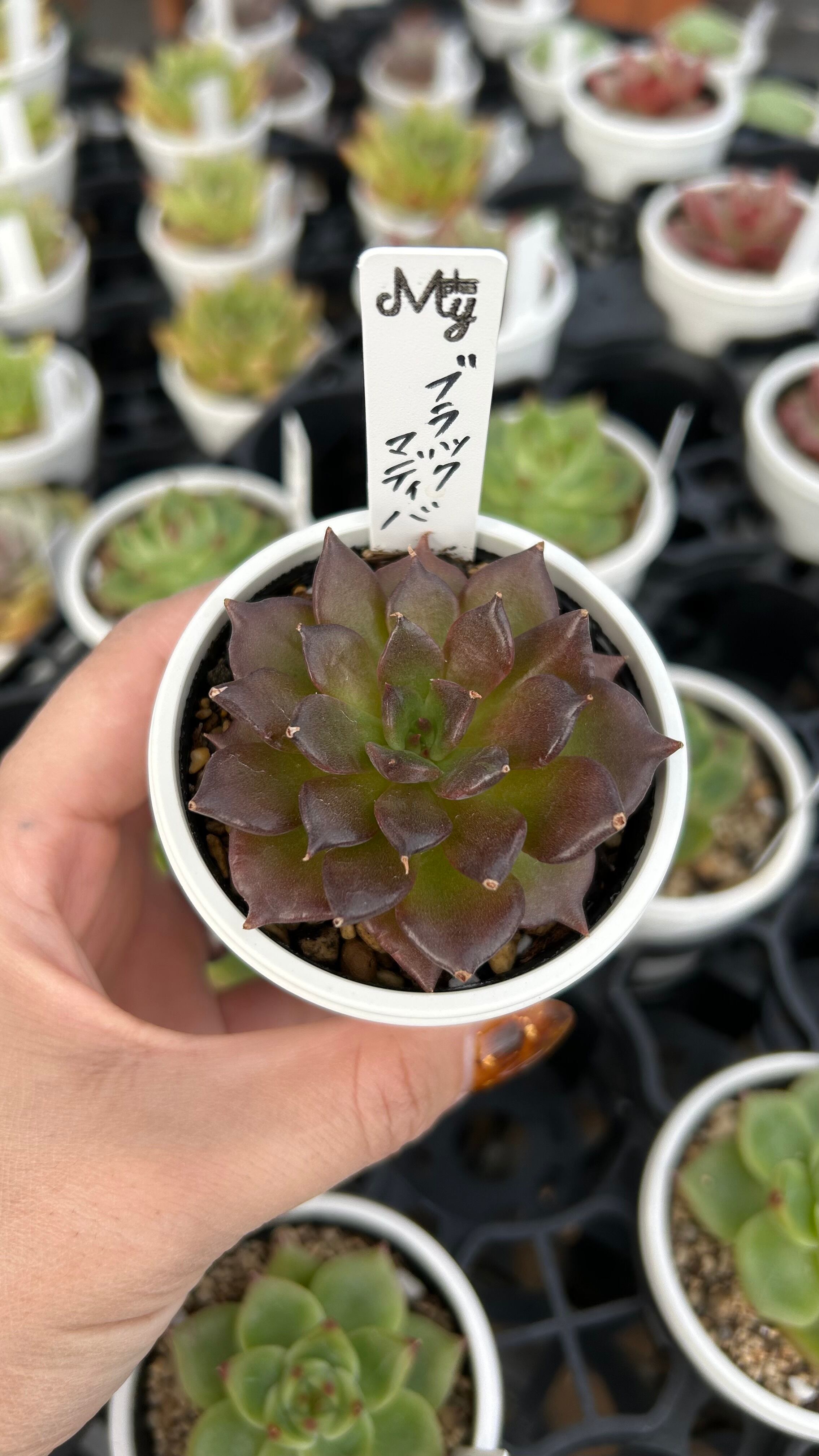 多肉植物 アエオニウム 孔雀白錦 美苗 #孔3 | Pay ID