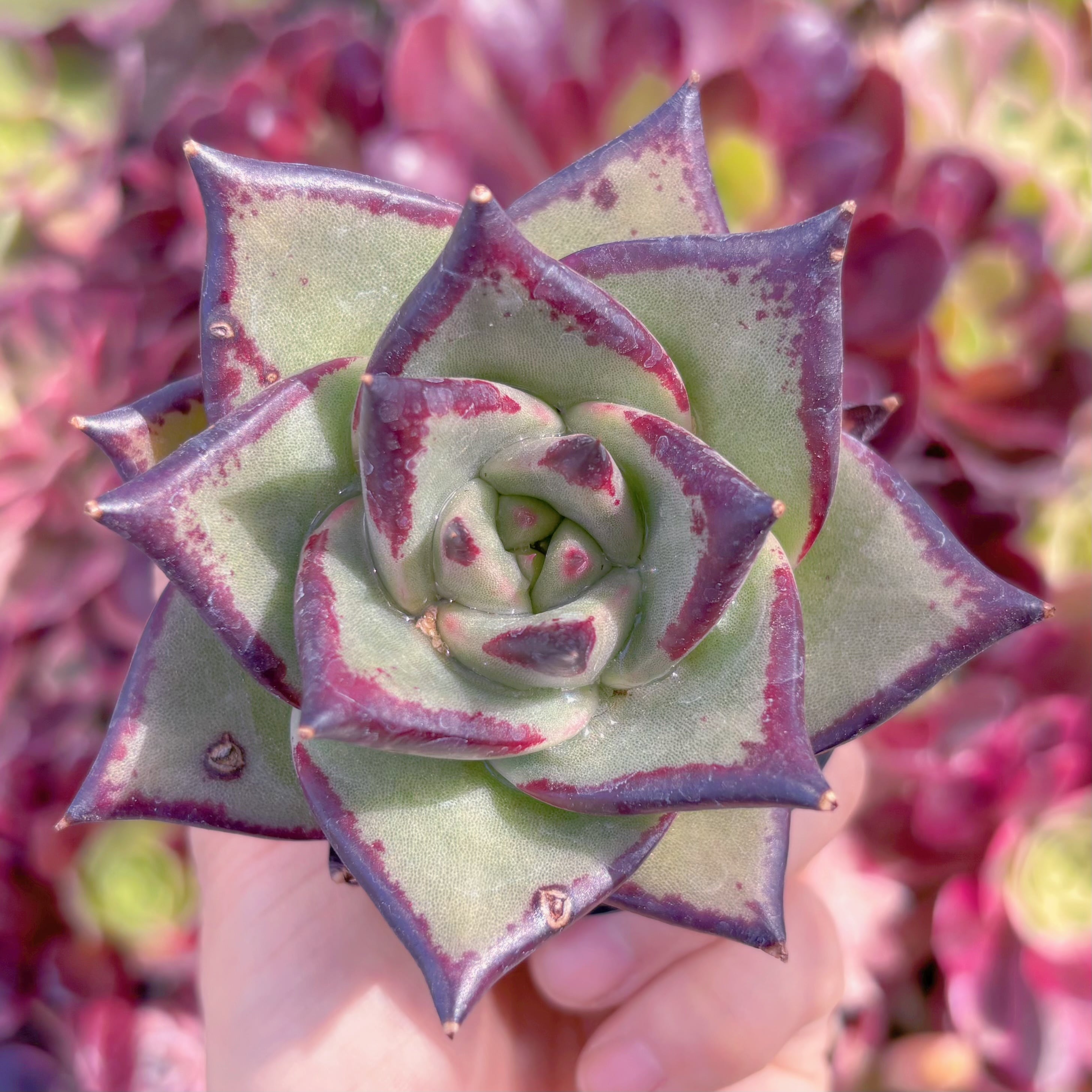 現品　優選エボニー#E13　るる農園