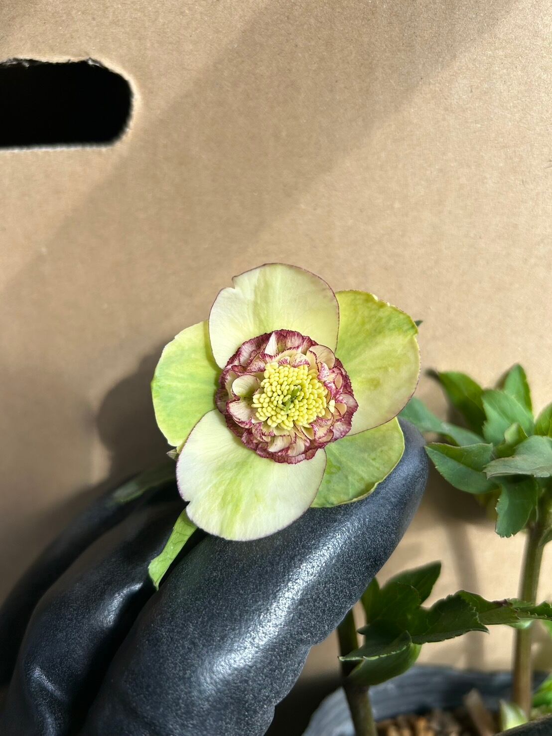 加藤農園 ホワイトゴールド爪紅グラデーション クリスマスローズ 同梱