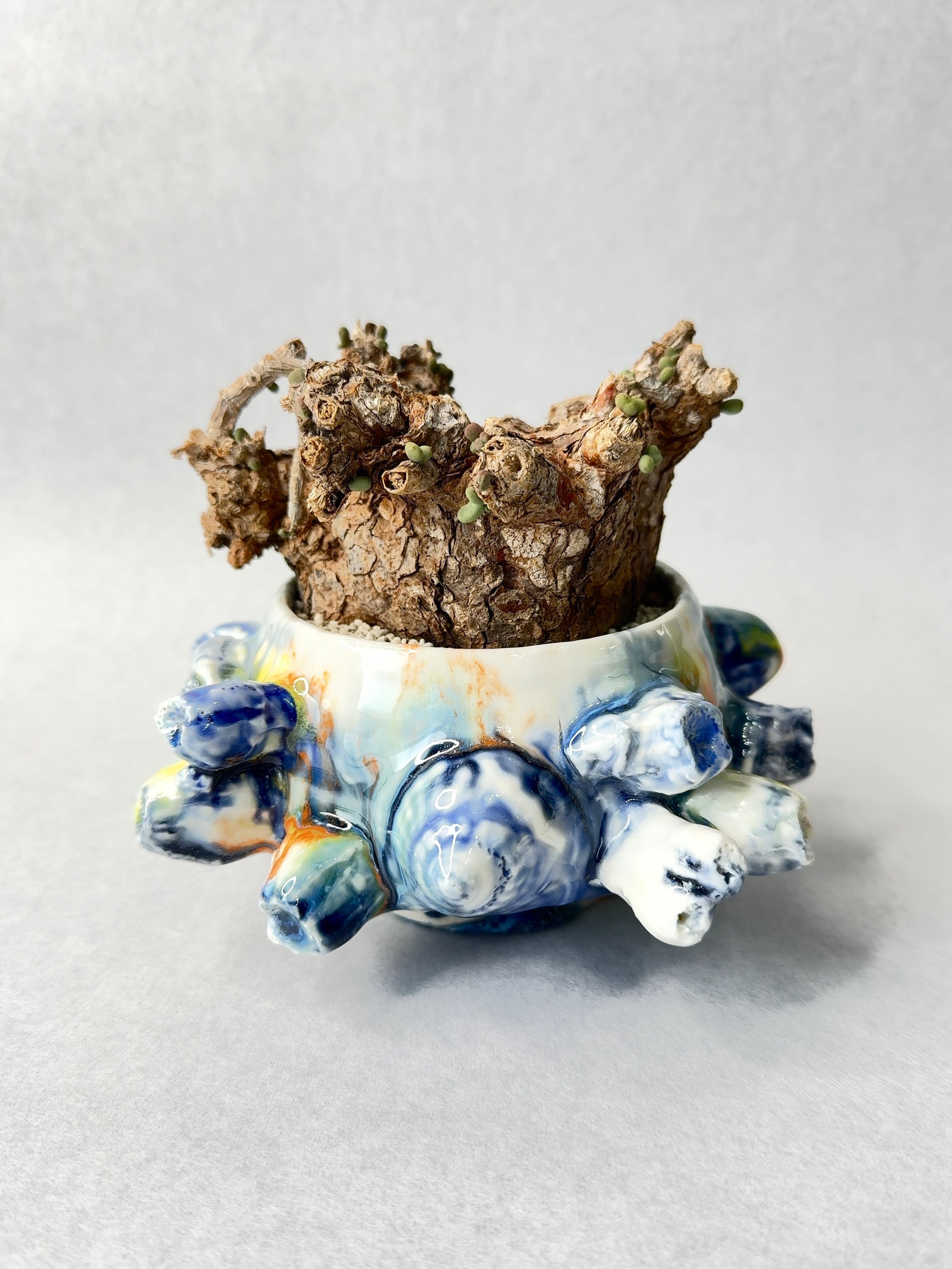 ケラリア・ピグマエア