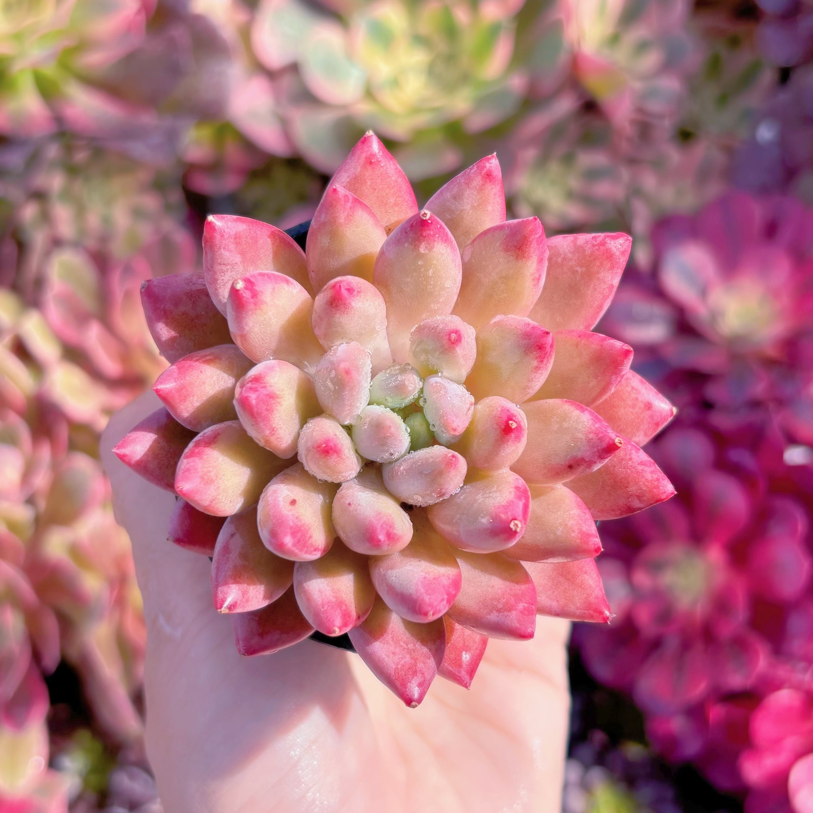 現品　虞美人#M285　新入荷　るる農園