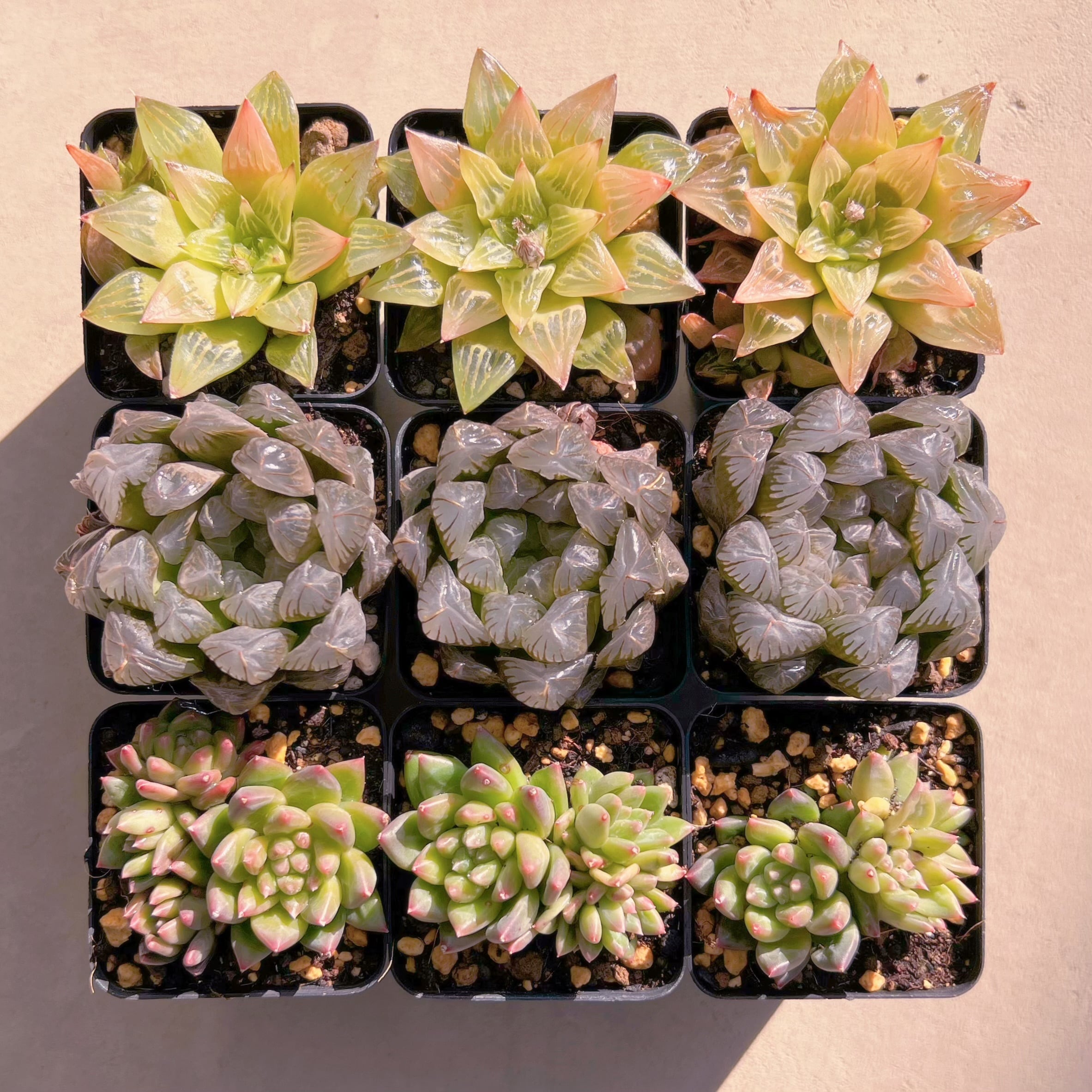 BASE販売会セットP