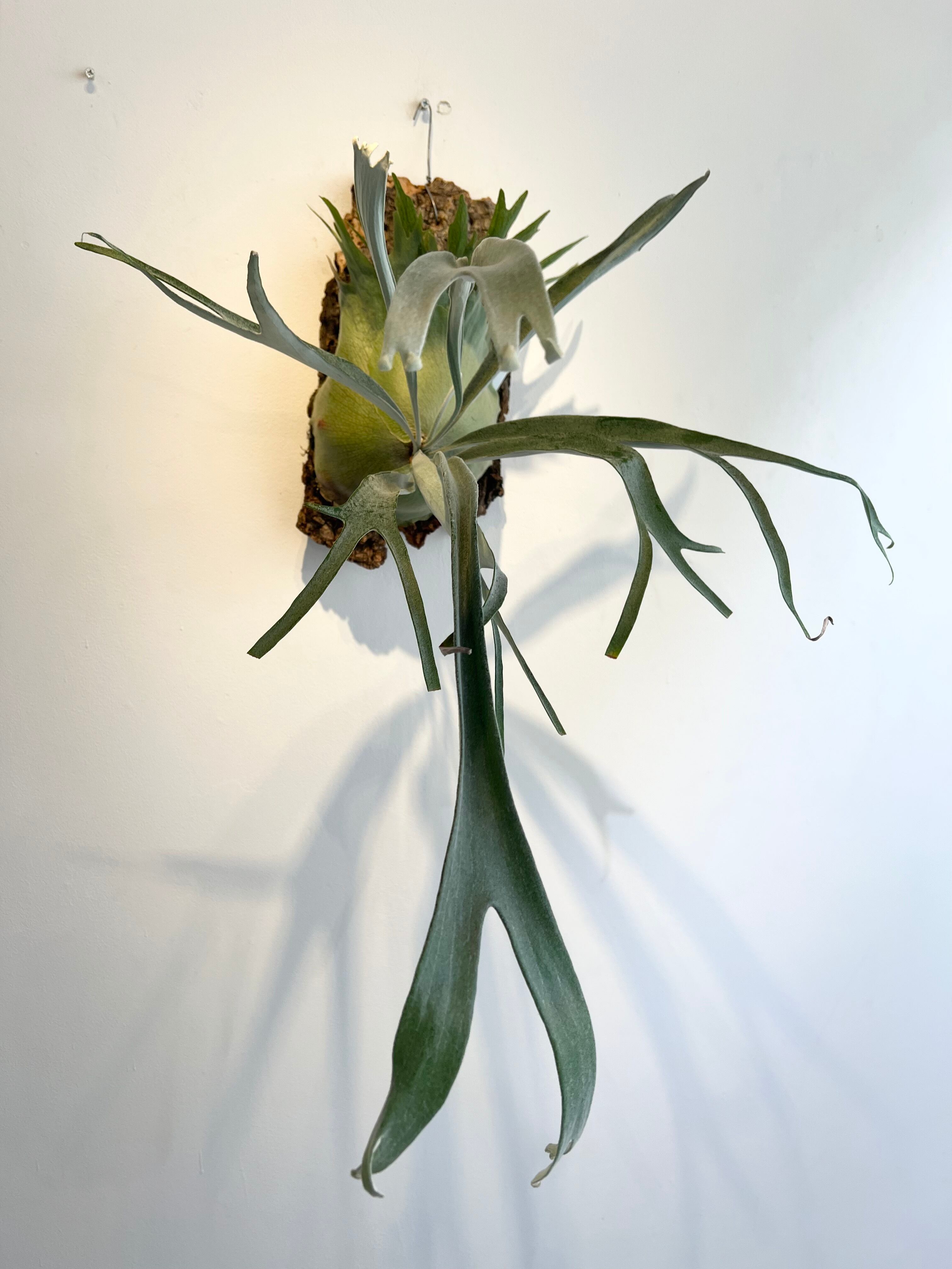 ビカクシダ P.Musang King ba6c544aebd077c2ccd38dbdc89f7b