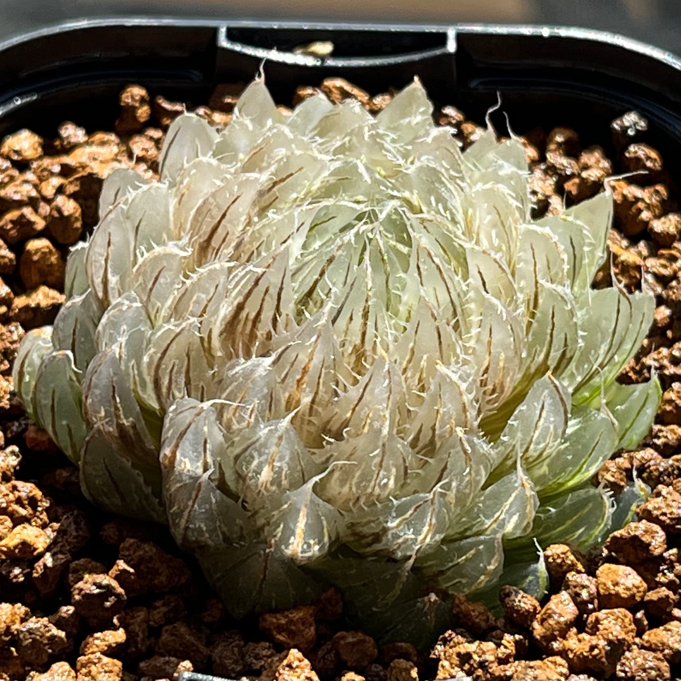 ハオルチア 紫王 オブツーサ錦 | mocono_plants