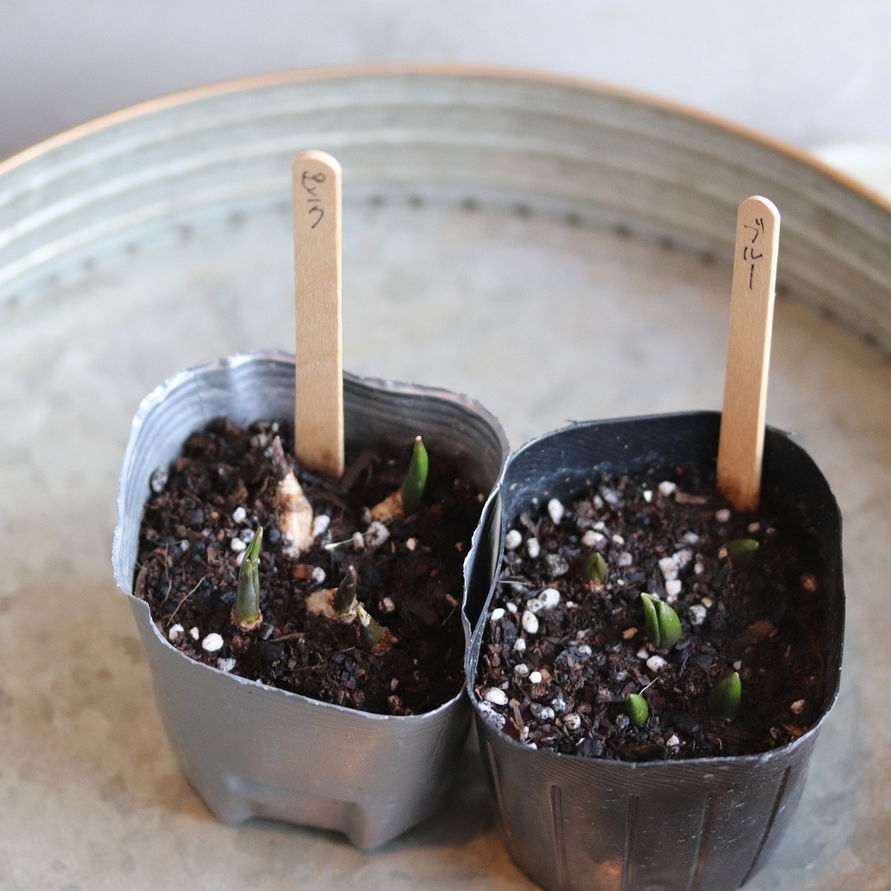 ムスカリ　ダッチオブスノー　球根　冬から春のお花　丈夫　植えたままで次も咲く