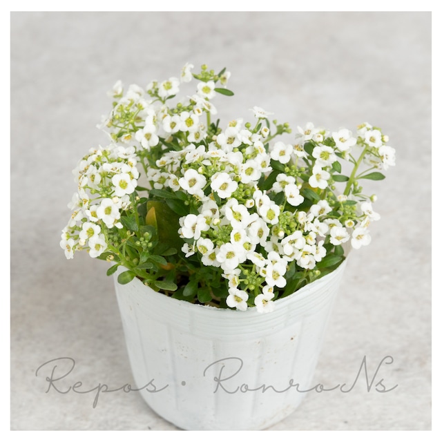 スイートアリッサム（アリッサム）ホワイト（3号）アリッサム　スイートアリッサム苗　芳香性　多年草　１年草　寄せ植え　ハンギング　ガーデニング　