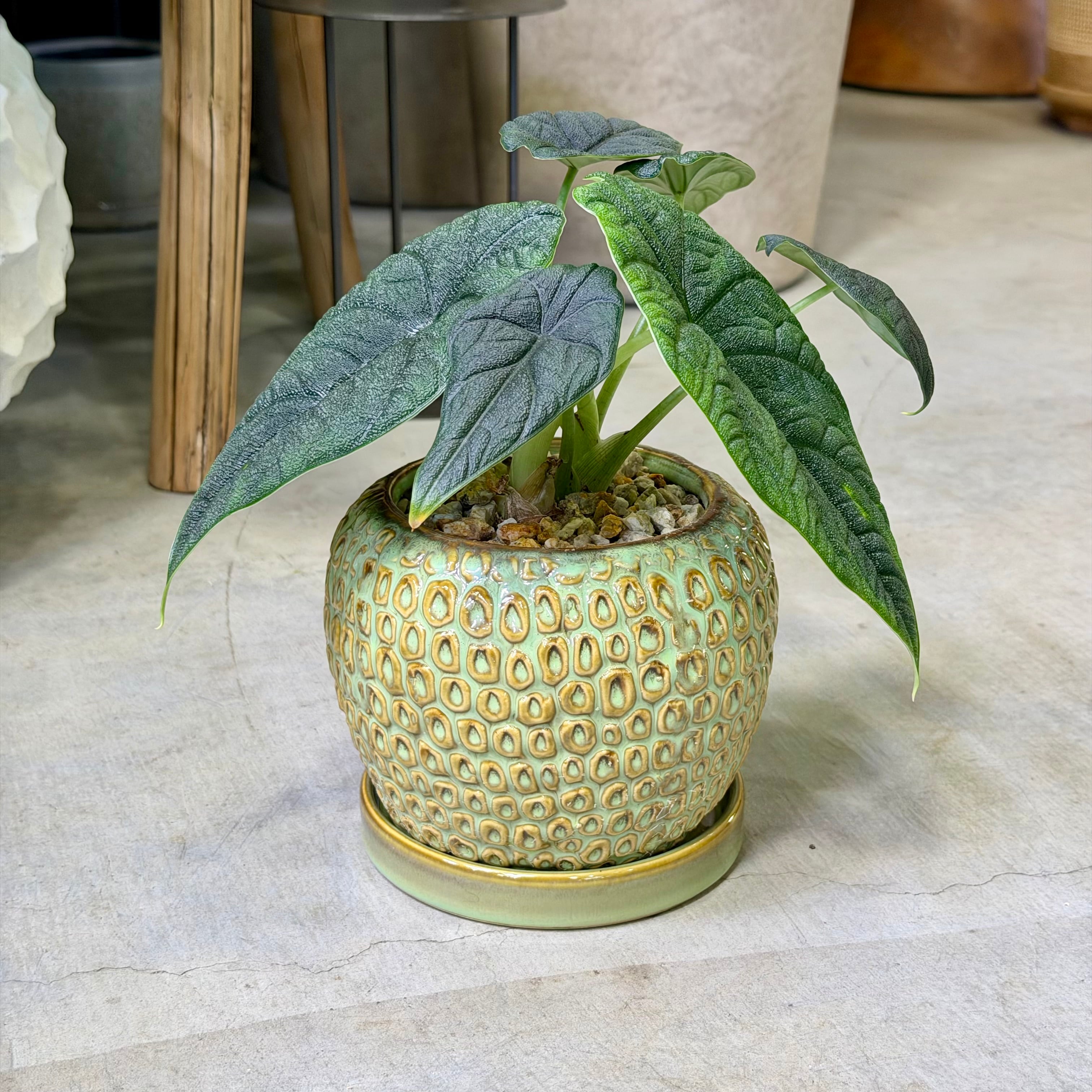 アロカシア・メロ | barrelplants_BONSAI