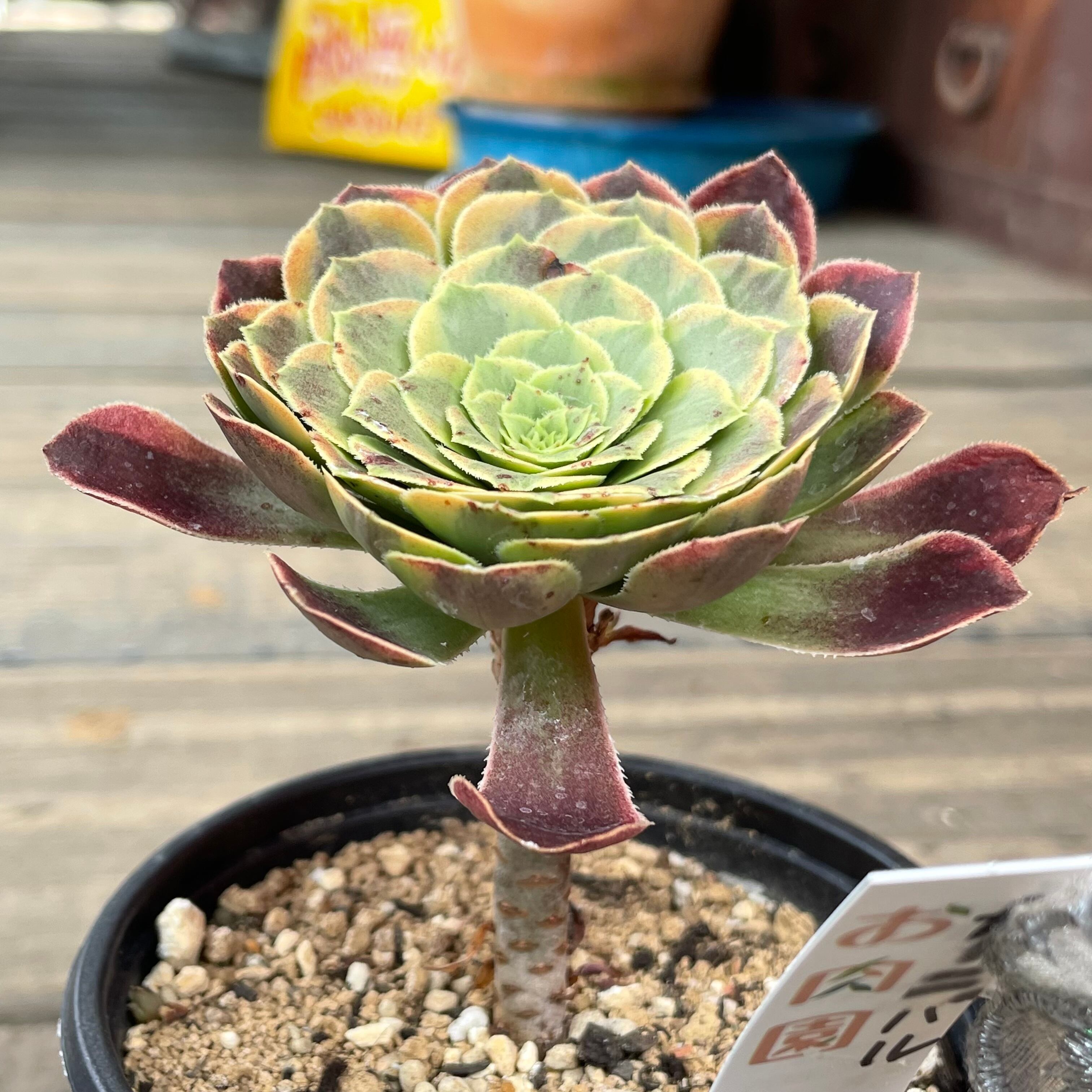 T)カーニバル アエオニウム | RuPo 多肉植物専門店