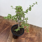 Commiphora orbicularis【コミフォラ・オルビクラリス】