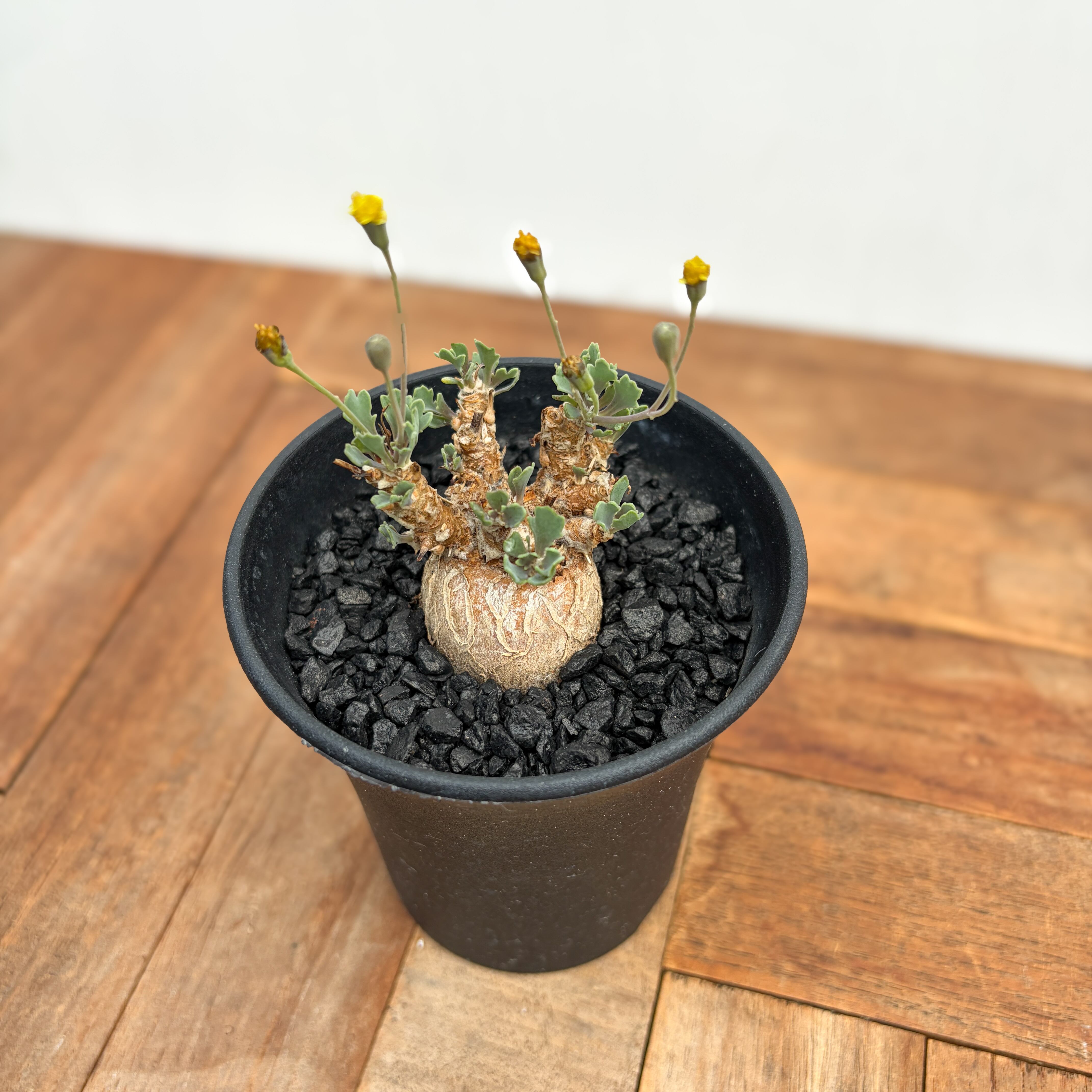 Othonna steinkopf×euphorbioides【スタインコフ×ユーフォルビオイデス