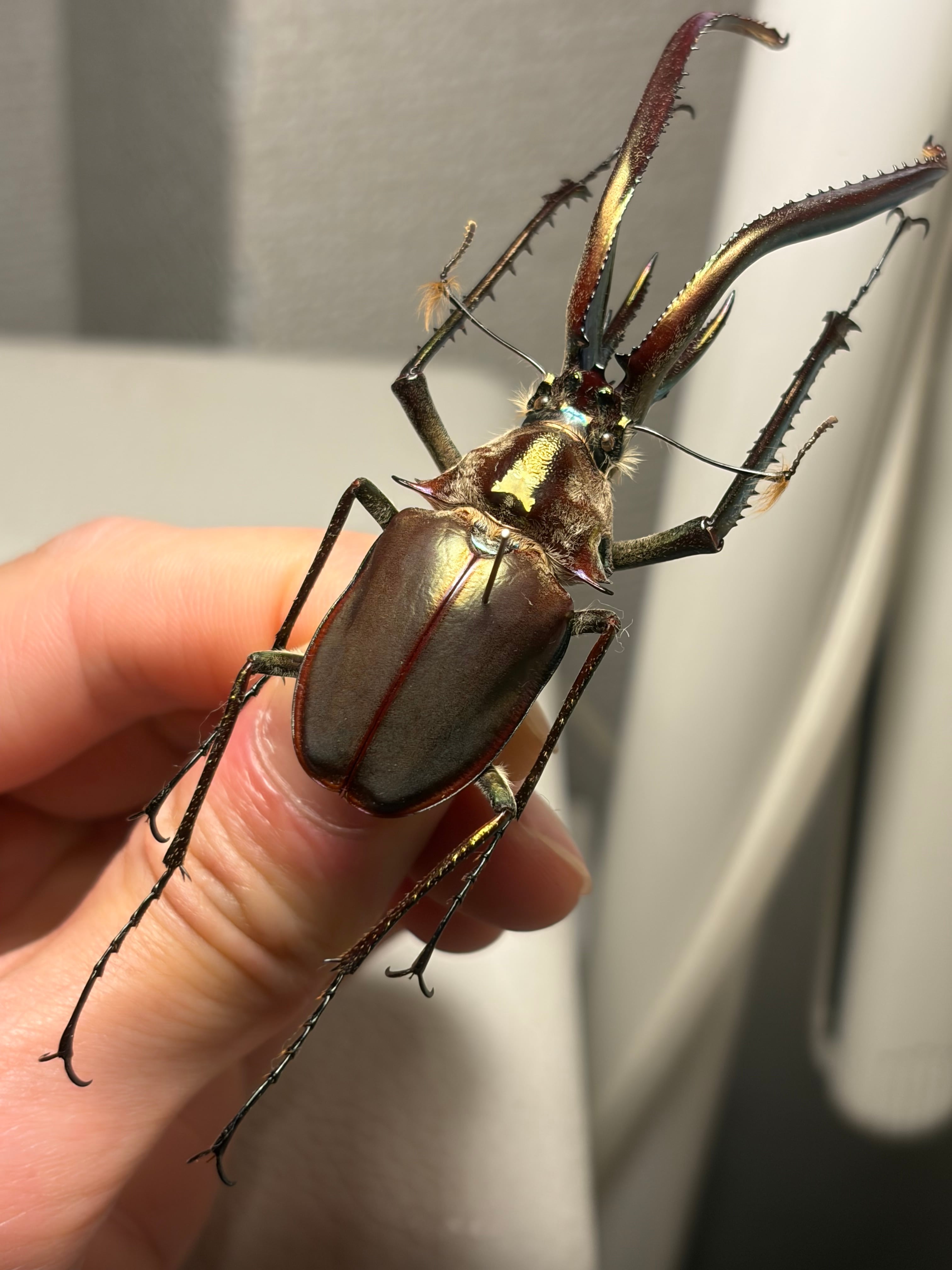 有毛79mm】チリクワガタ メタリフェルホソアカクワガタ Wild 昆虫標本