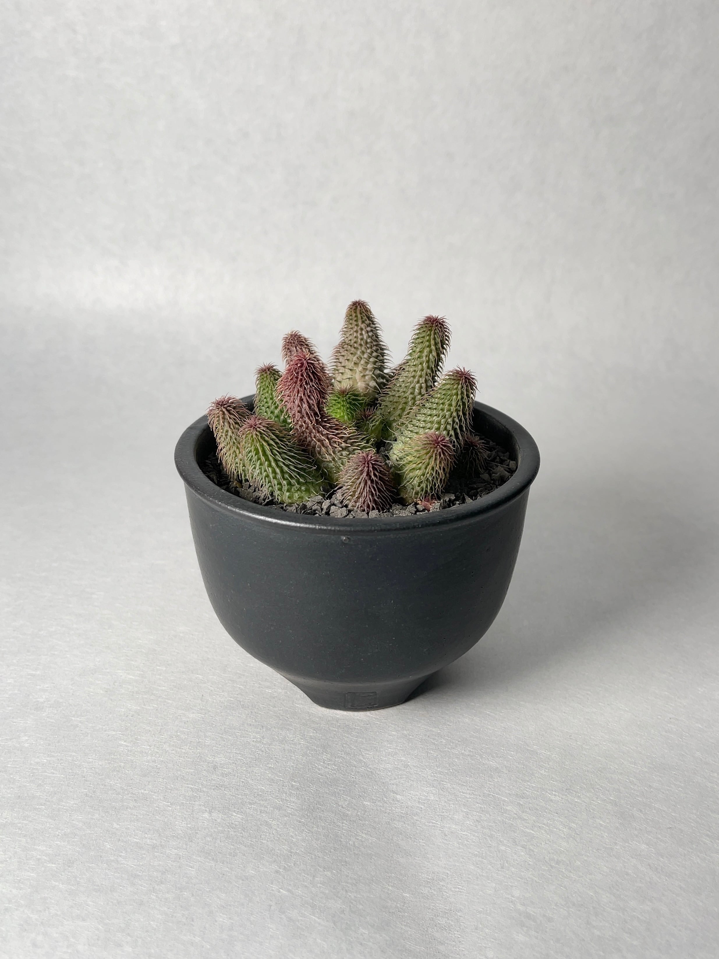 フェルニア・阿修羅 | trigger