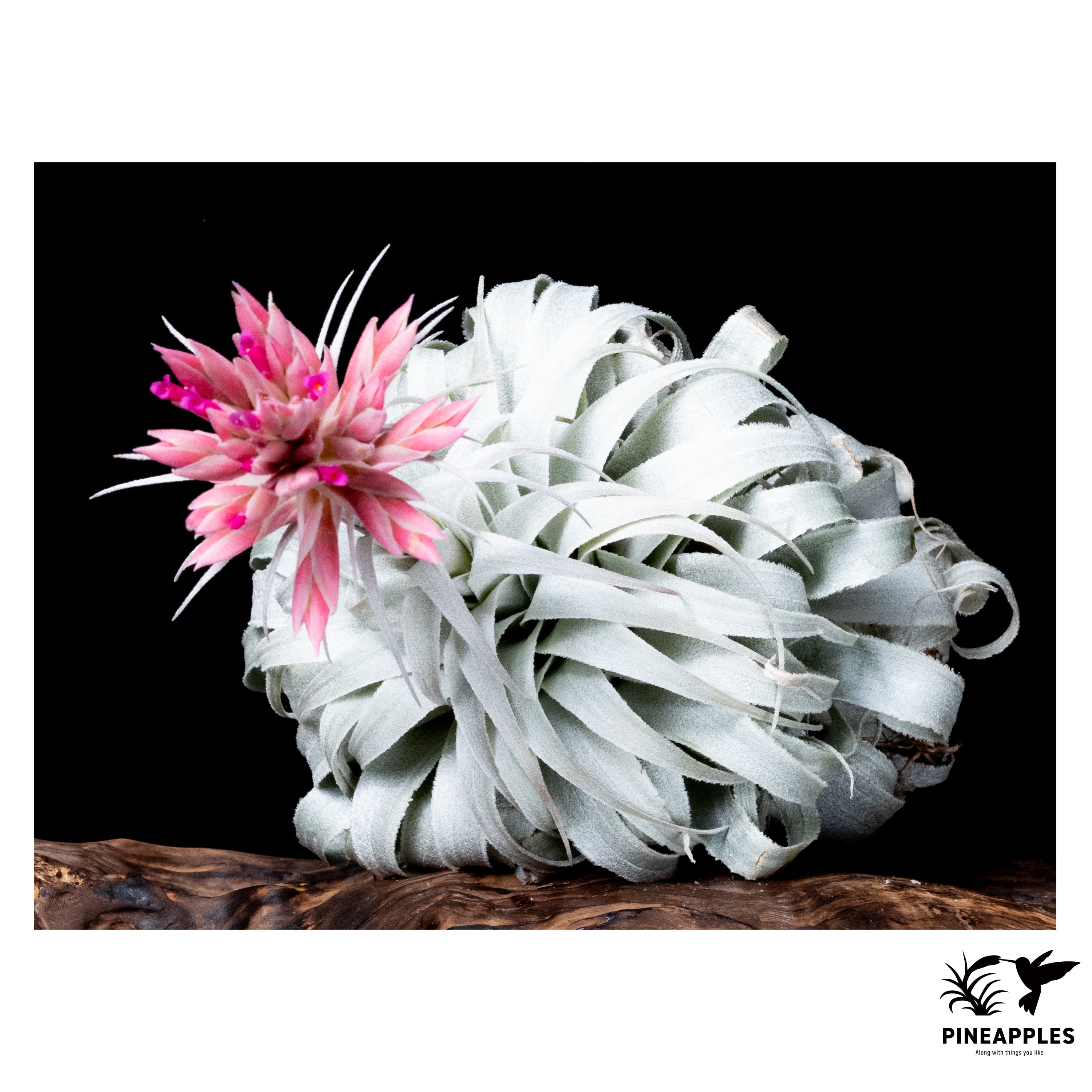 Tillandsia chapeuensis var. turriformis (Koheres) | PINEAPPLES