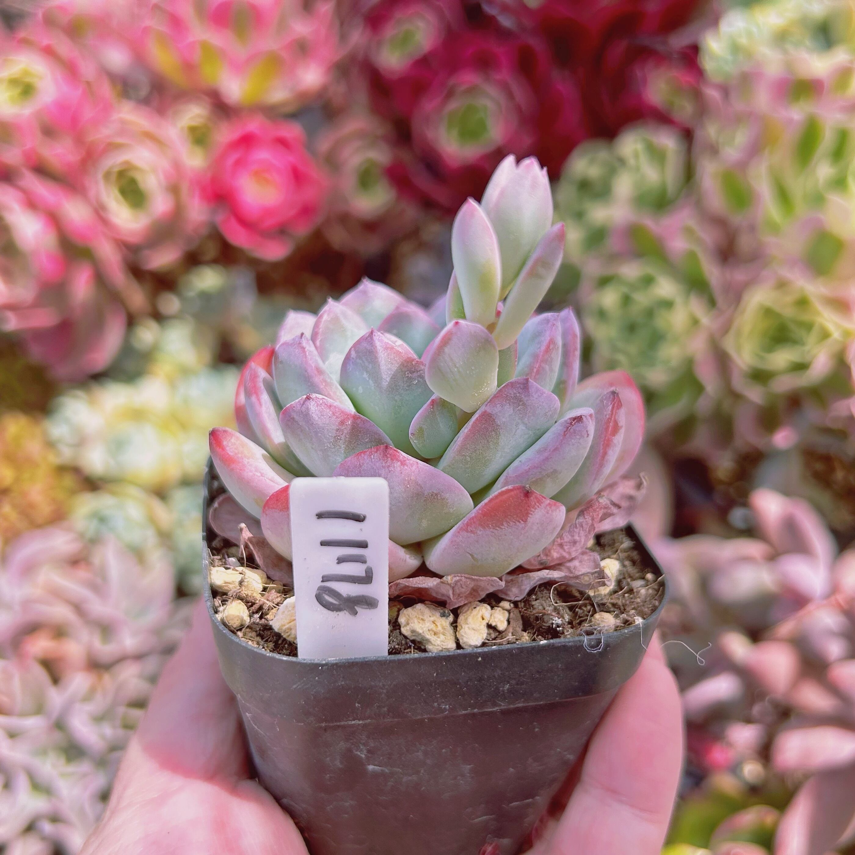 1178現物 多肉植物 メキシコポルデンシスxモンロー | るる農園~多肉