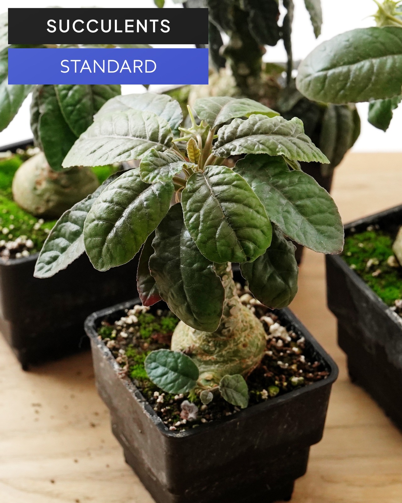抜き苗 ドルステニア エラータ M Dorstenia elata