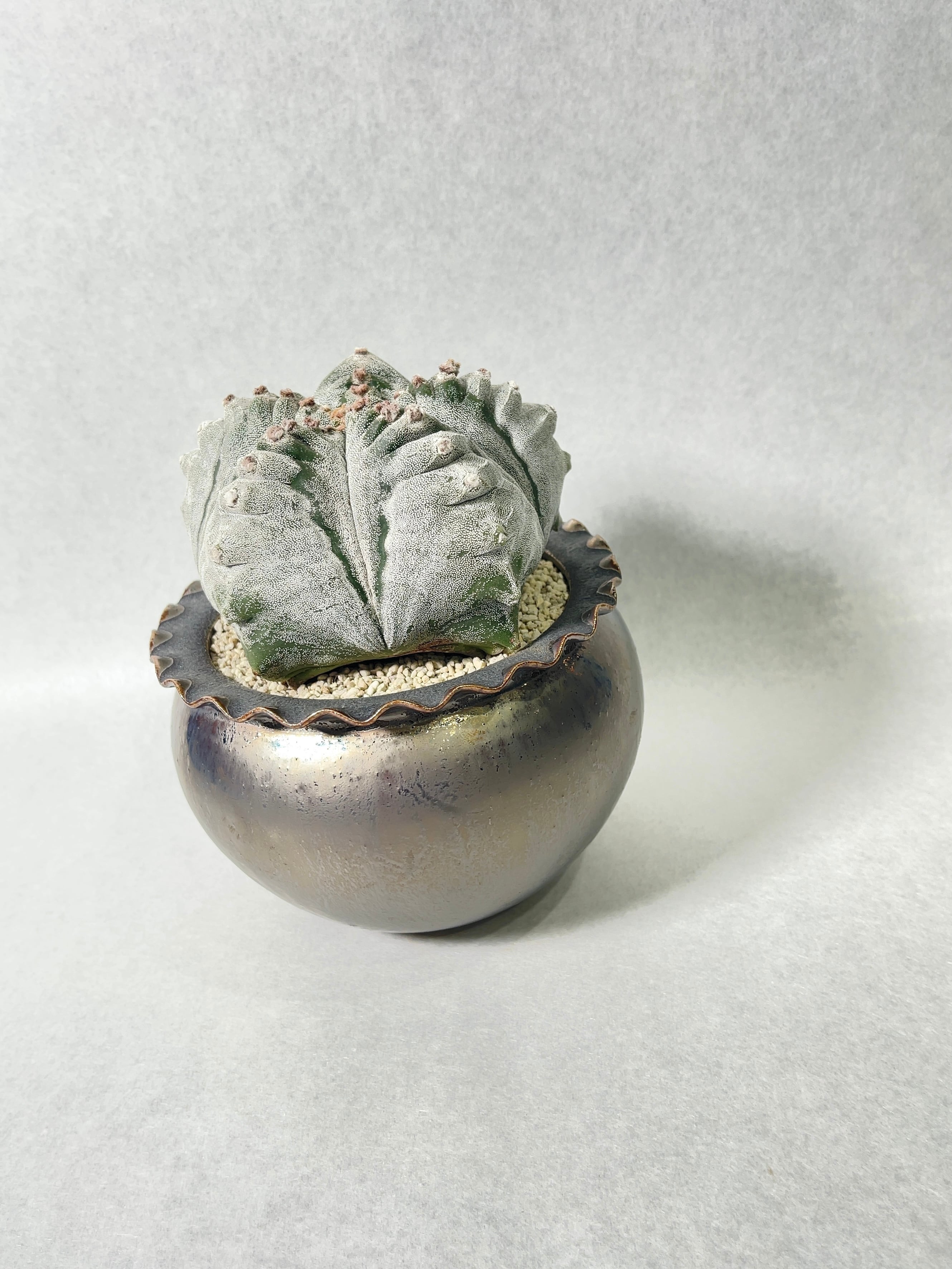 アストロフィツム・肋骨鸞鳳玉 | trigger