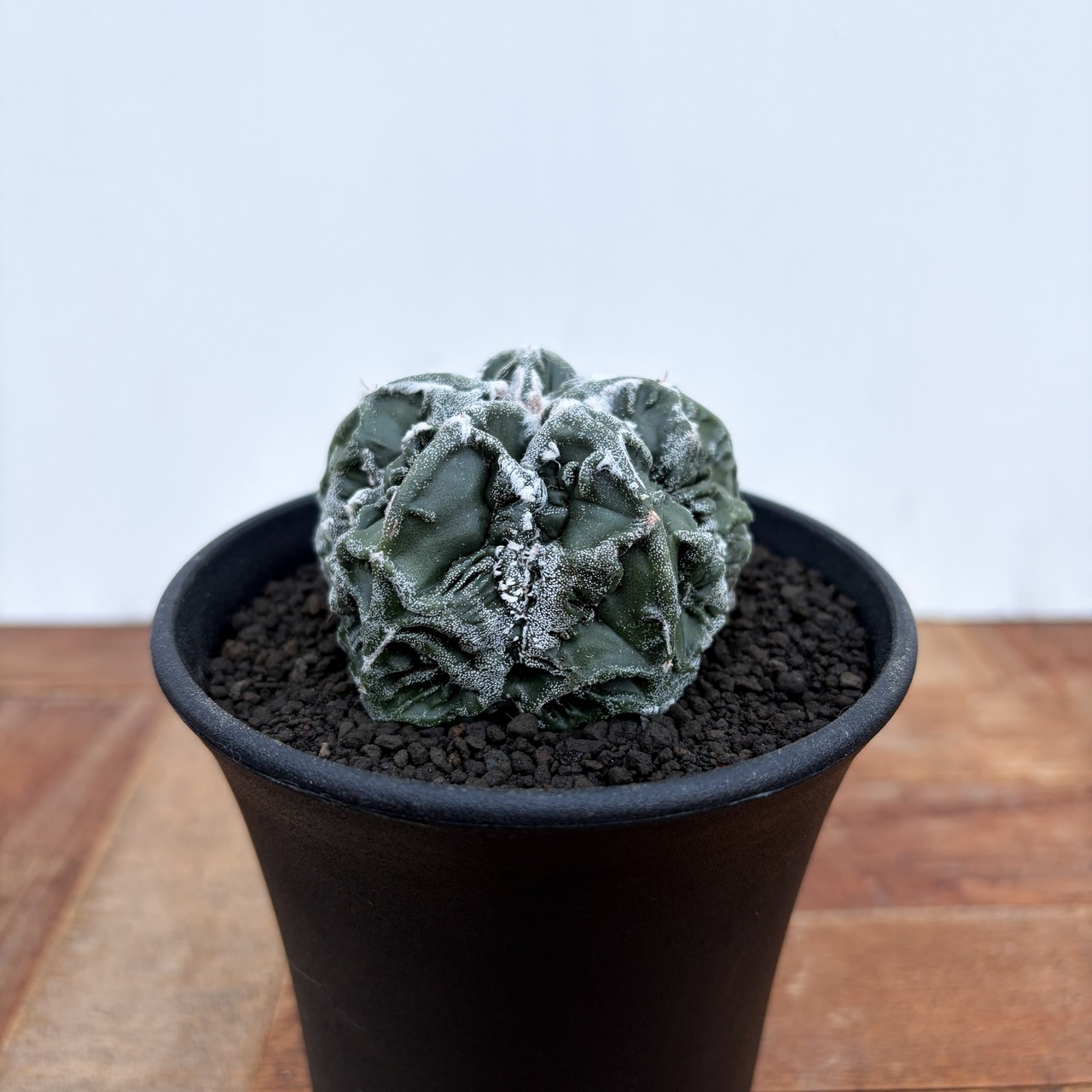 Astrophytum myriostigma【アストロフィツム・剣山鸞鳳玉】