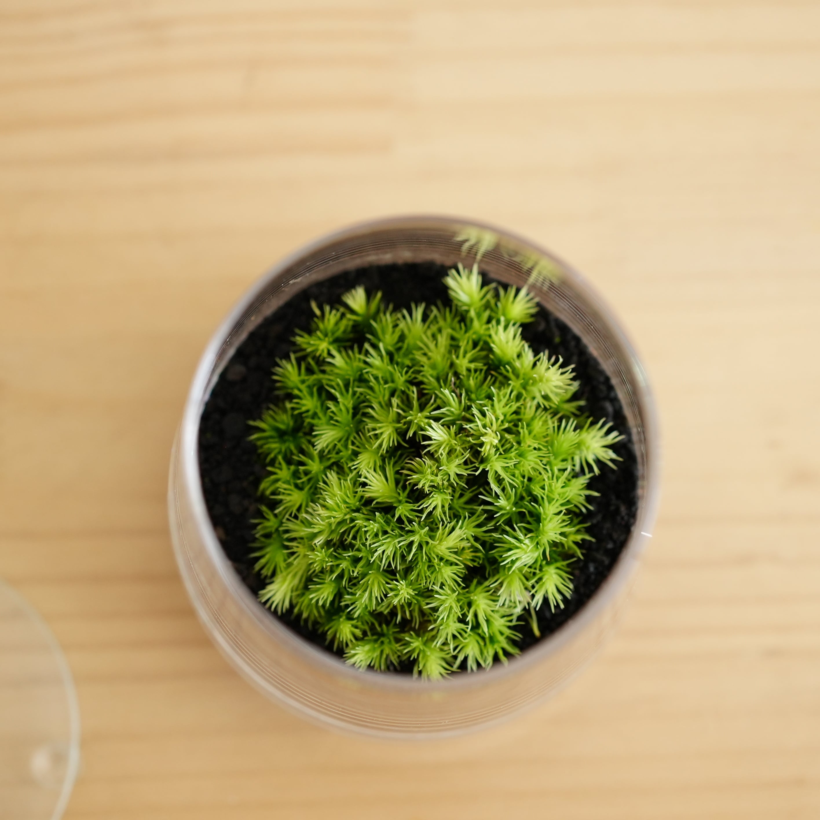 限定1個】小さな苔の森−オオシラガゴケ− 台形ポット◇ふっくら淡緑