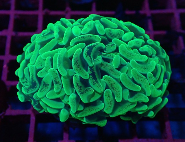 ParaAncora "Green" 2