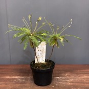 【新着3日限定10%OFF】ビオフィツム　デンドロイデス【811】