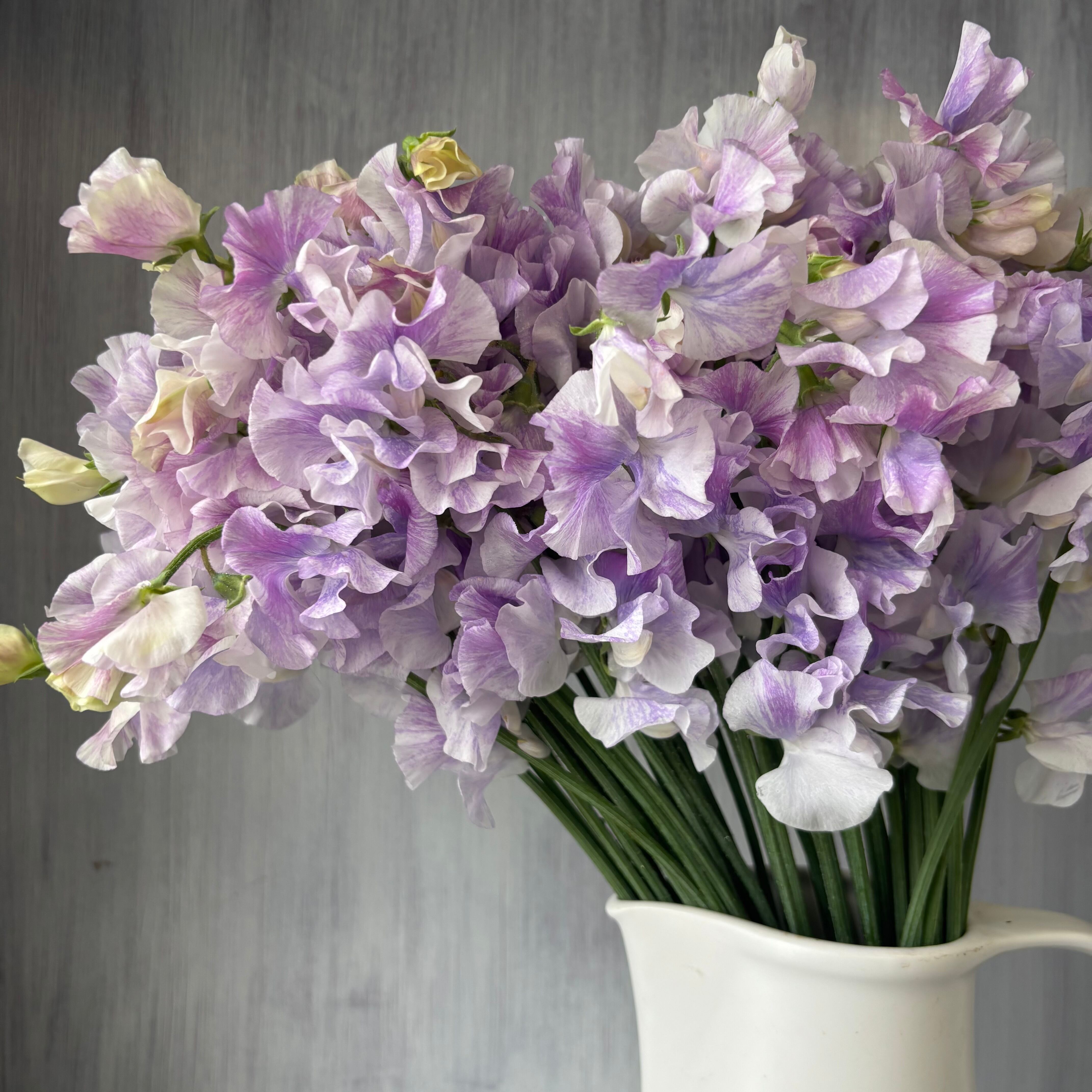 スイートピー | 新鮮お花問屋 Jp-Farmers.com