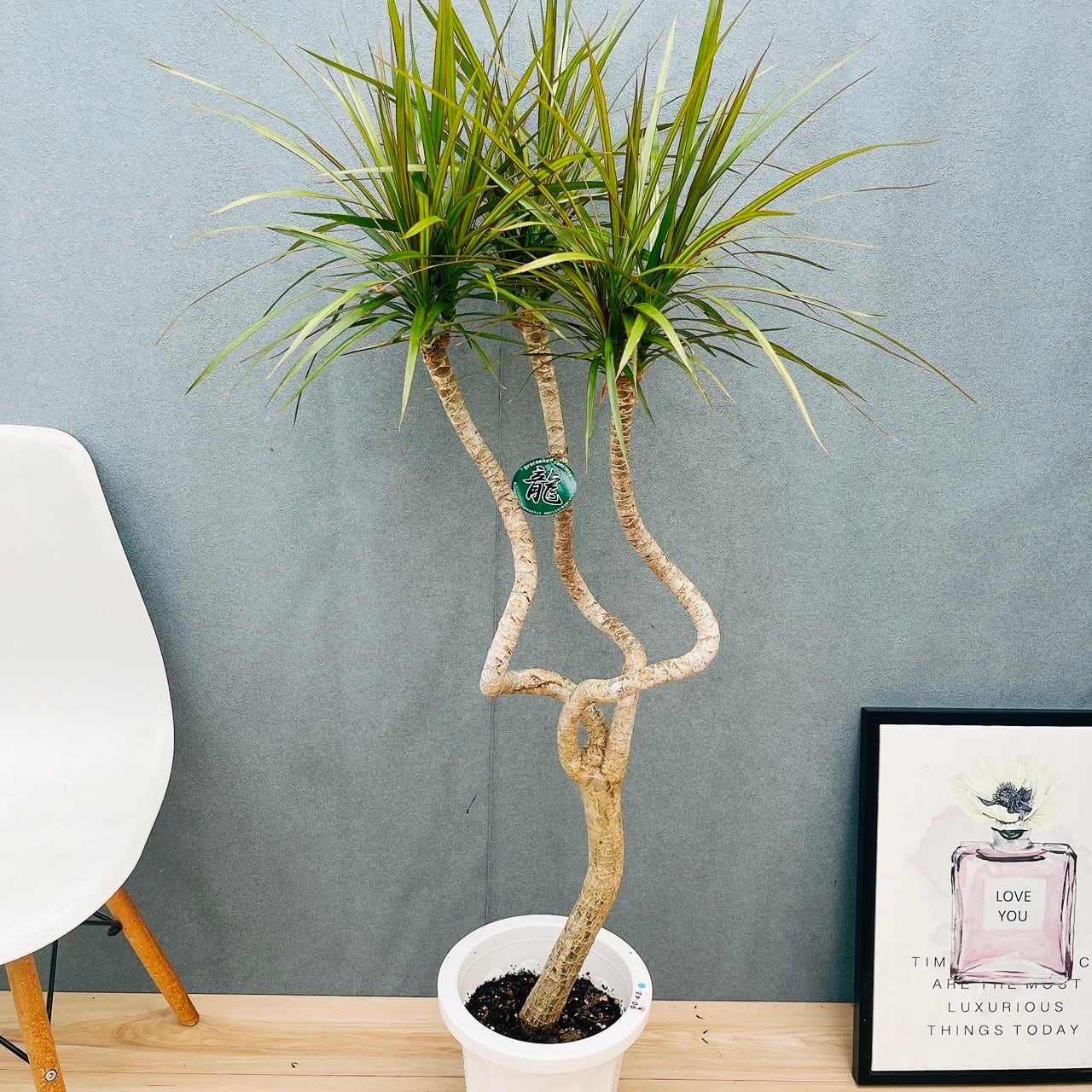 ［現品］1番　ドラセナ　コンシンネ　トリカラー　観葉植物　室内　8号　かっこいい 現品］1番 ドラセナ コンシンネ トリカラー 8号 観葉植物 室内 大型