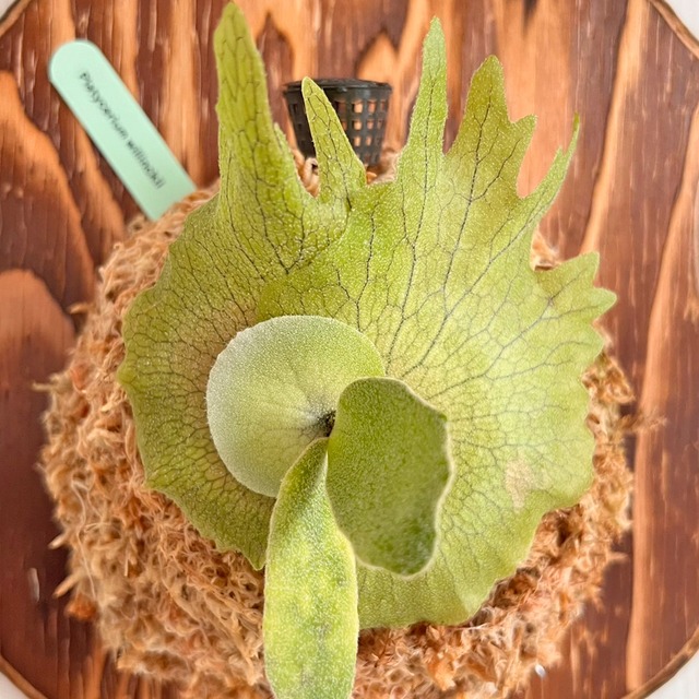 ビカクシダ ウィリンキー 板付 【観葉植物 室内 コウモリラン】