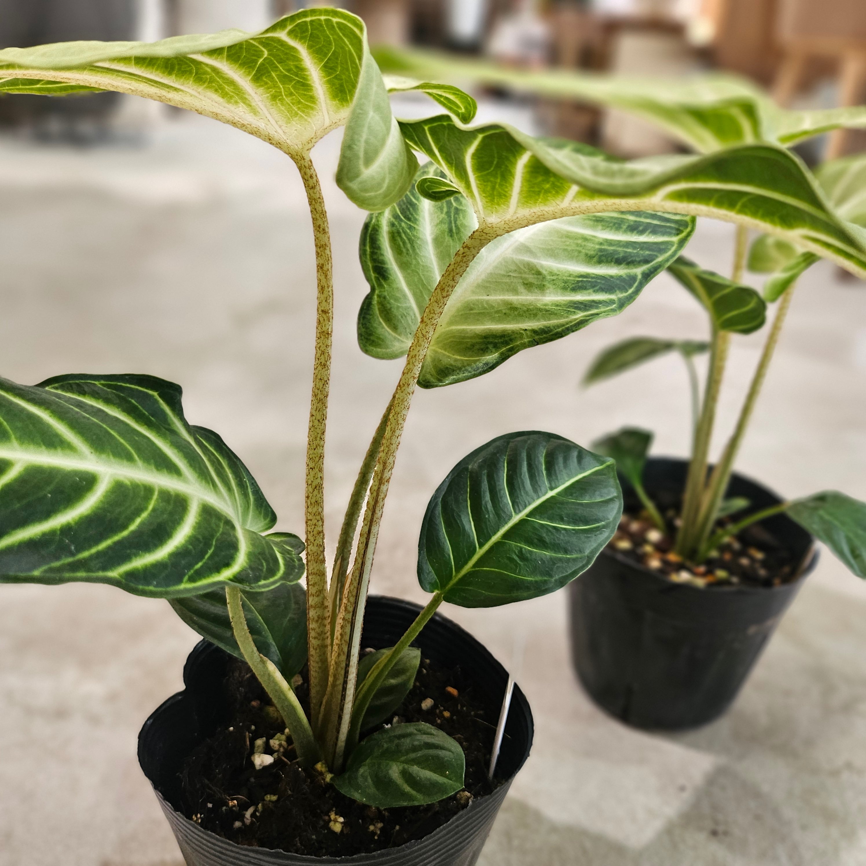 キサントソーマ リンデニー・ミント | Plants Baka キサントソーマ リンデニー・ミント | Plants Baka