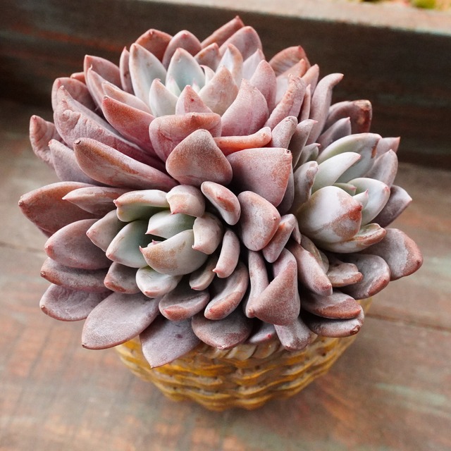 定番人気【ルル群生】韓国多肉　エケベリア　紫