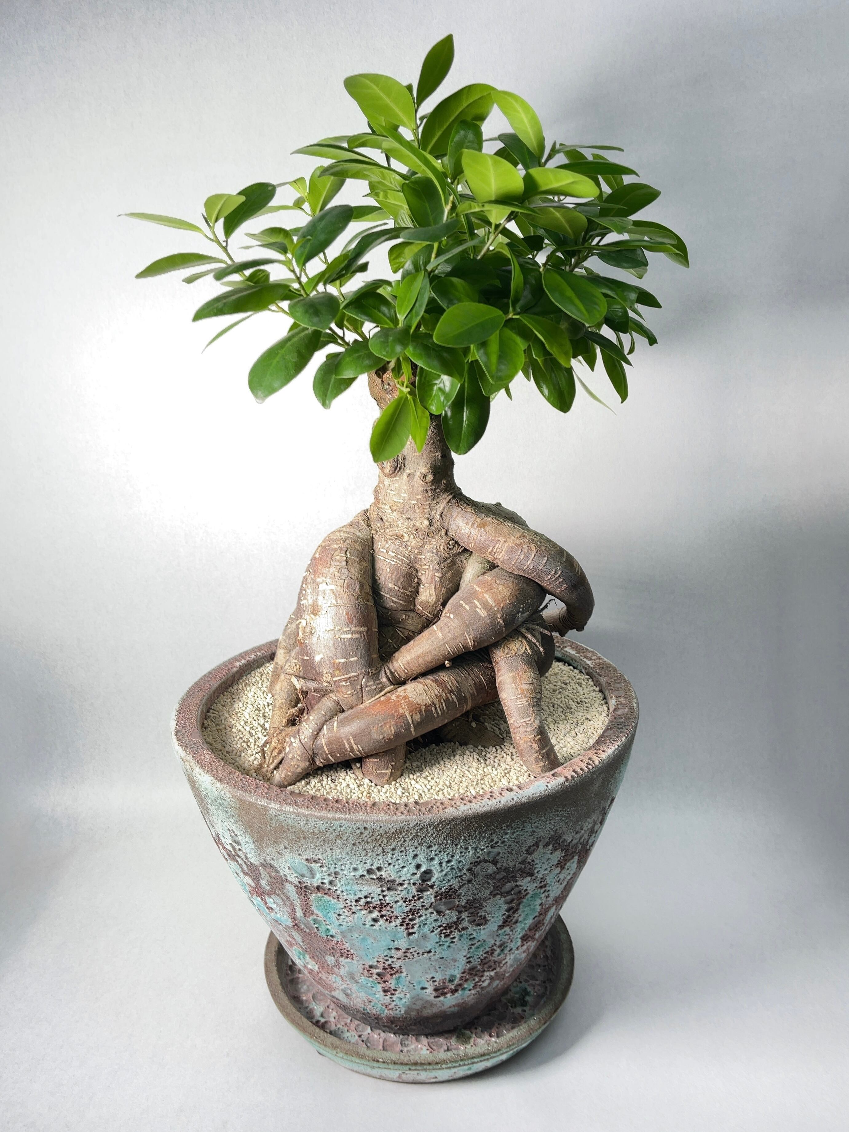 フィカス・ガジュマル | trigger