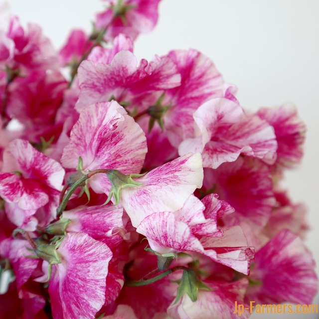 【先取りスイートピー　即出荷】　スイートピー　恋かすみ　50本　