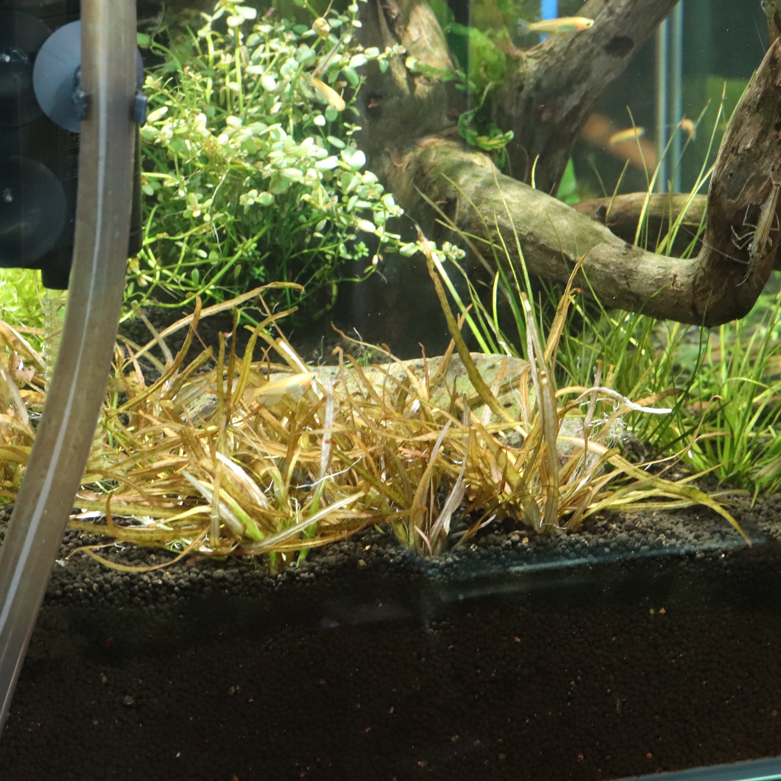 水草 | aquarium shop earth