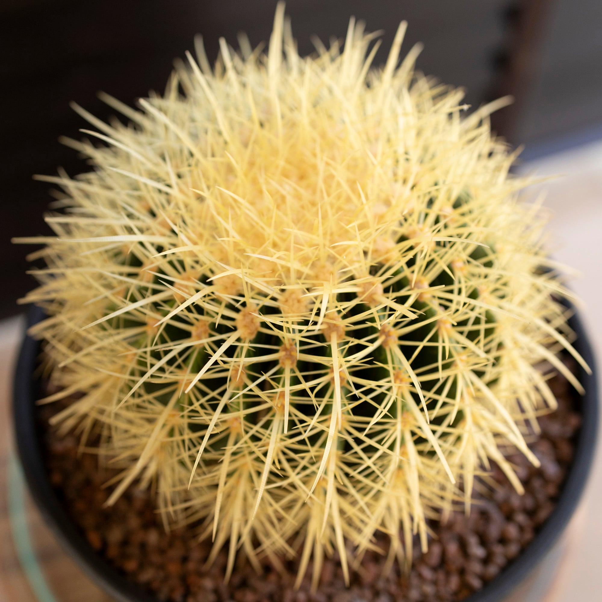 発根済】24cm 金鯱 サボテン 8号 多肉植物 ドライガーデン キンシャチ