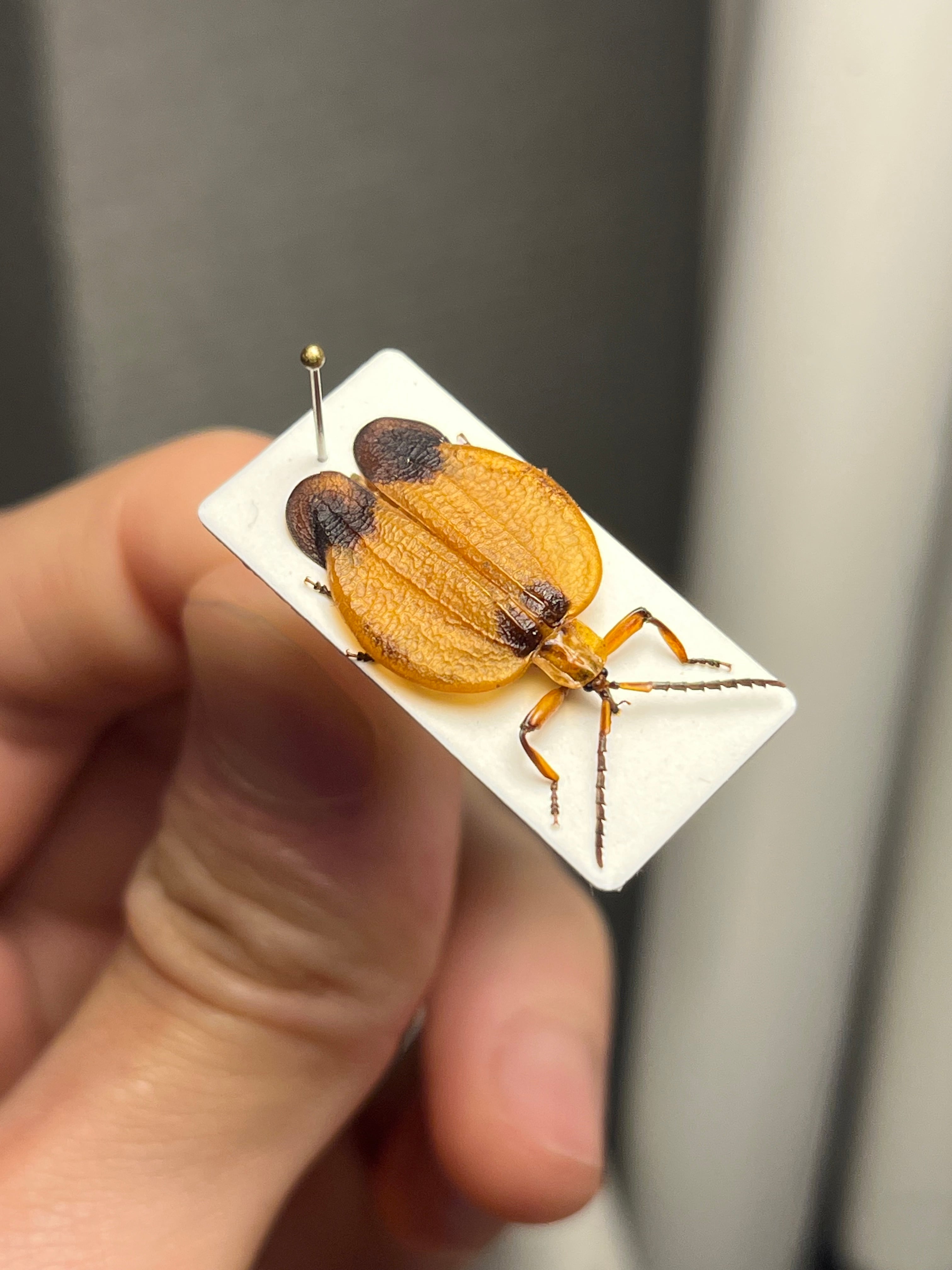 少し長細いサンヨウベニボタルの昆虫標本ホタル標本 蛍タランチュラ