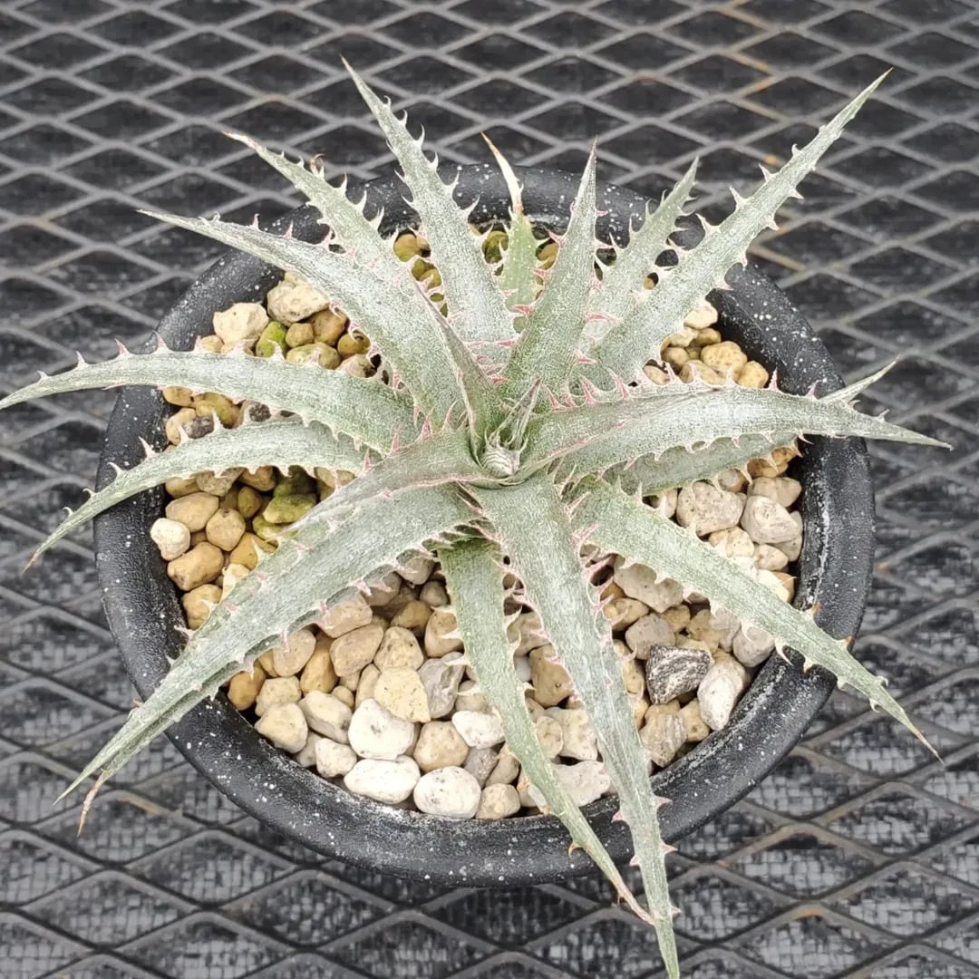 Dyckia（ディッキア） | レアプランツ通販サイトPlants Maniax