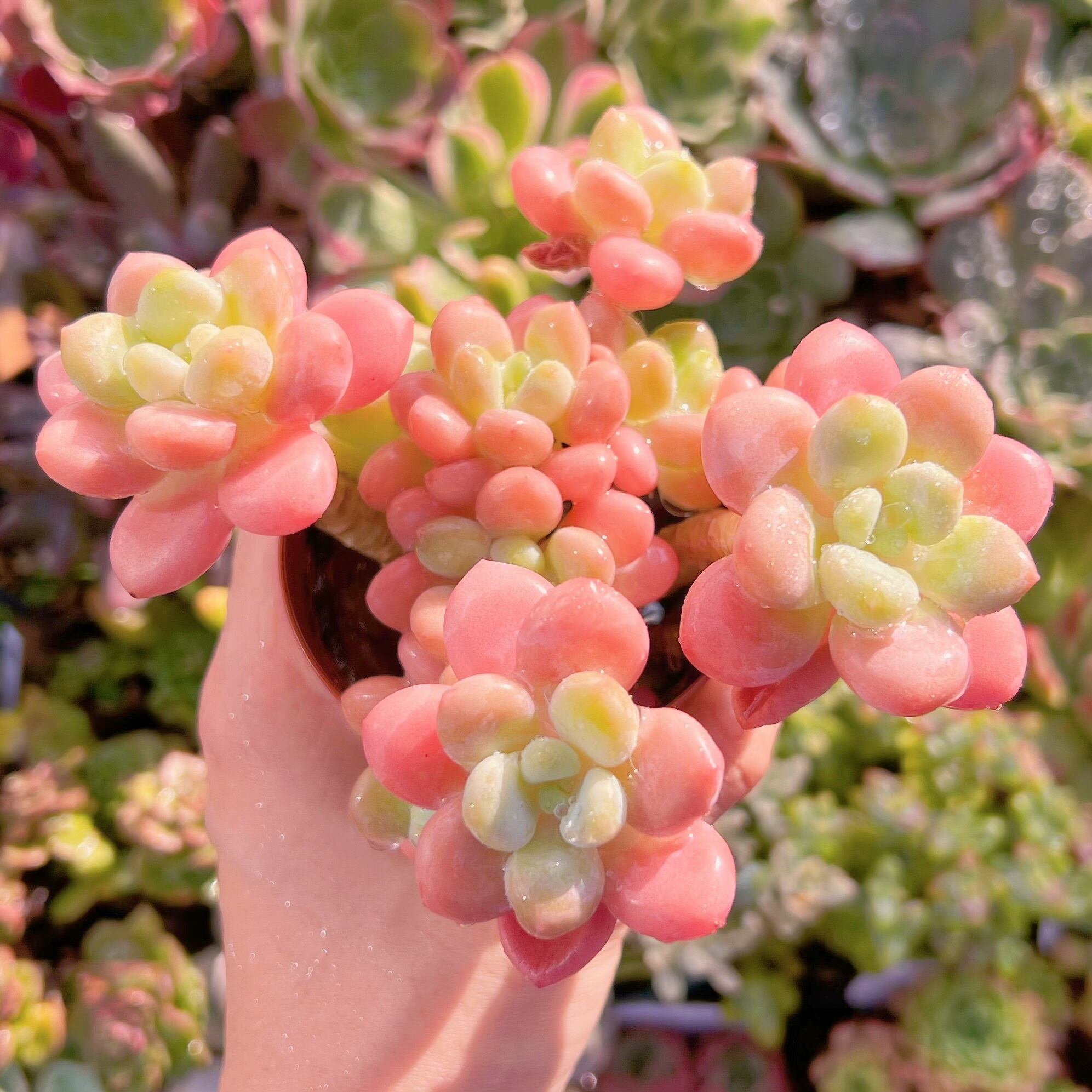 現物　マカロン#706    群生   るる農園