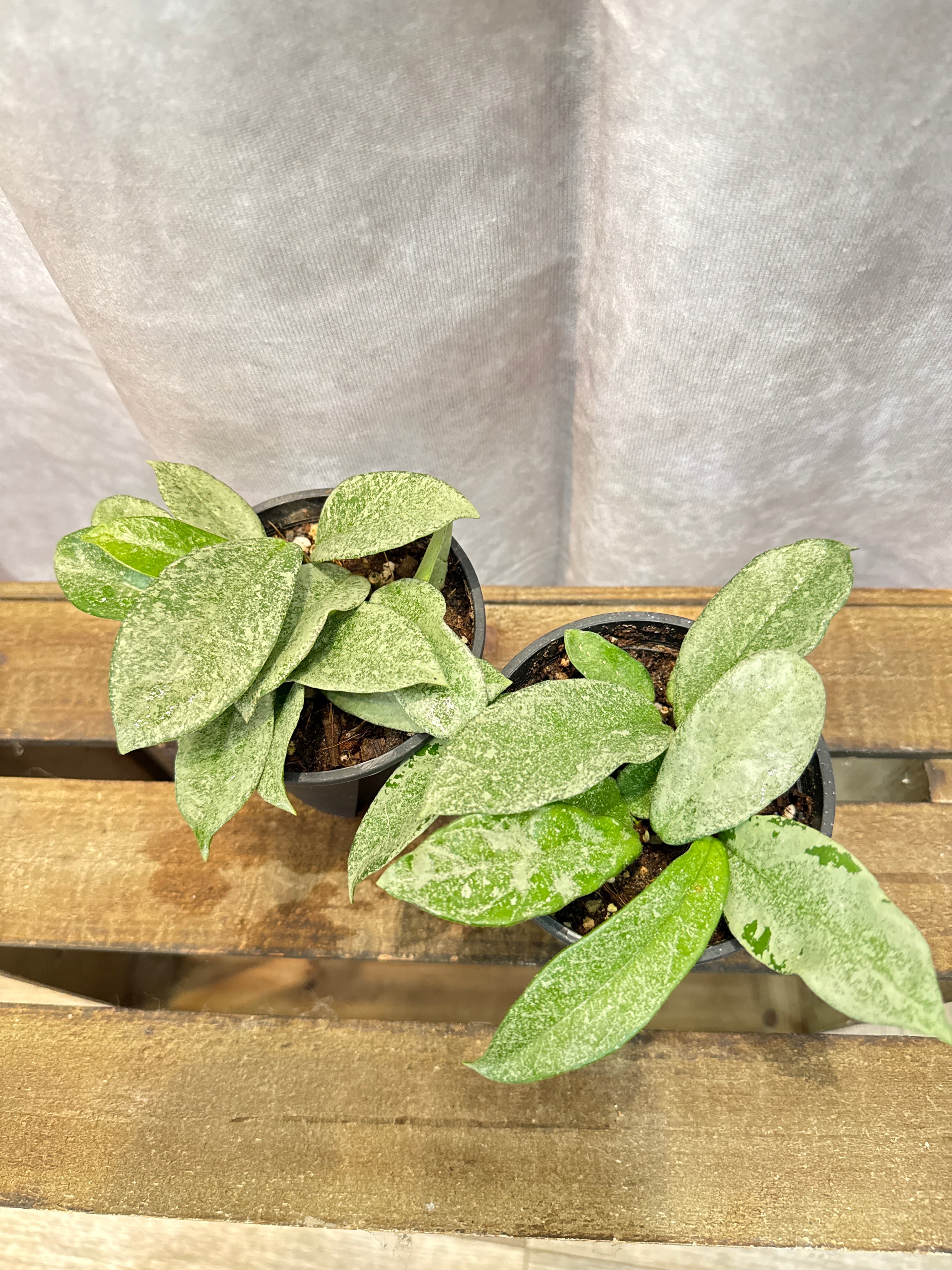 ホヤ・ディスキディア・洋蘭等 | Gardenえん 【観葉熱帯植物】