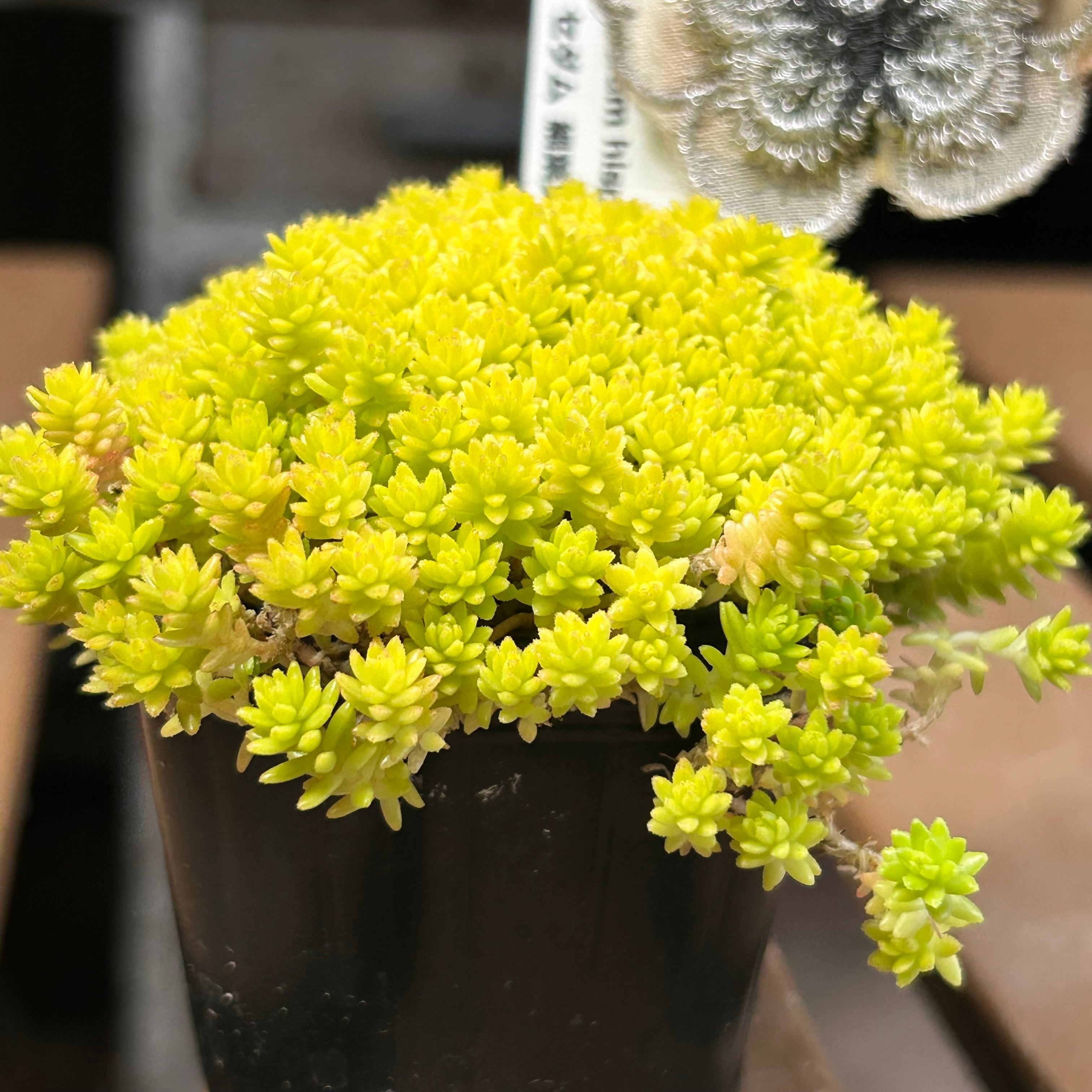 細葉黄金万年草 | RuPo 多肉植物専門店