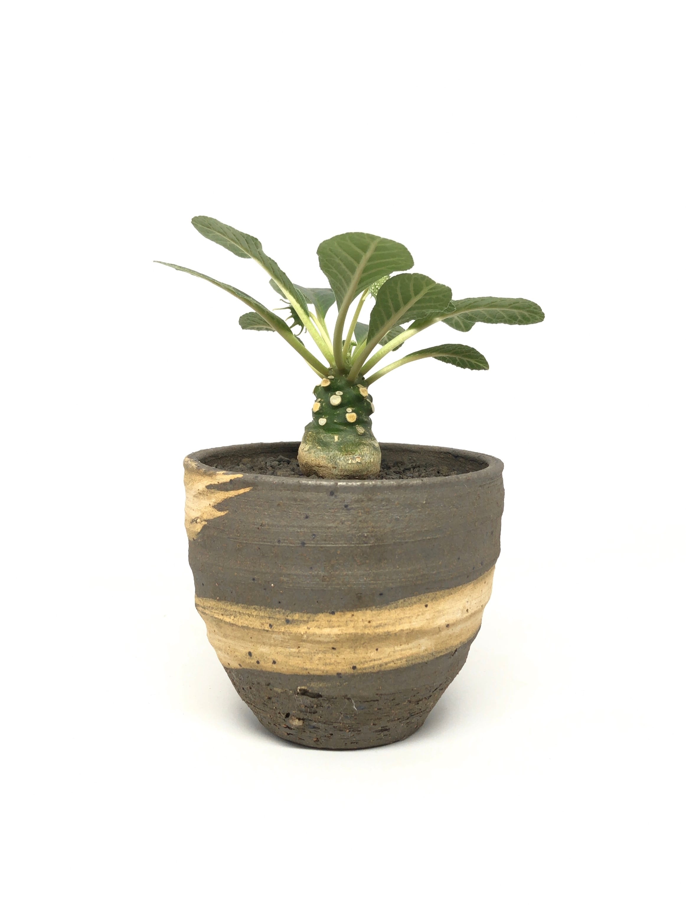 ドルステニア・フォエチダ | trigger