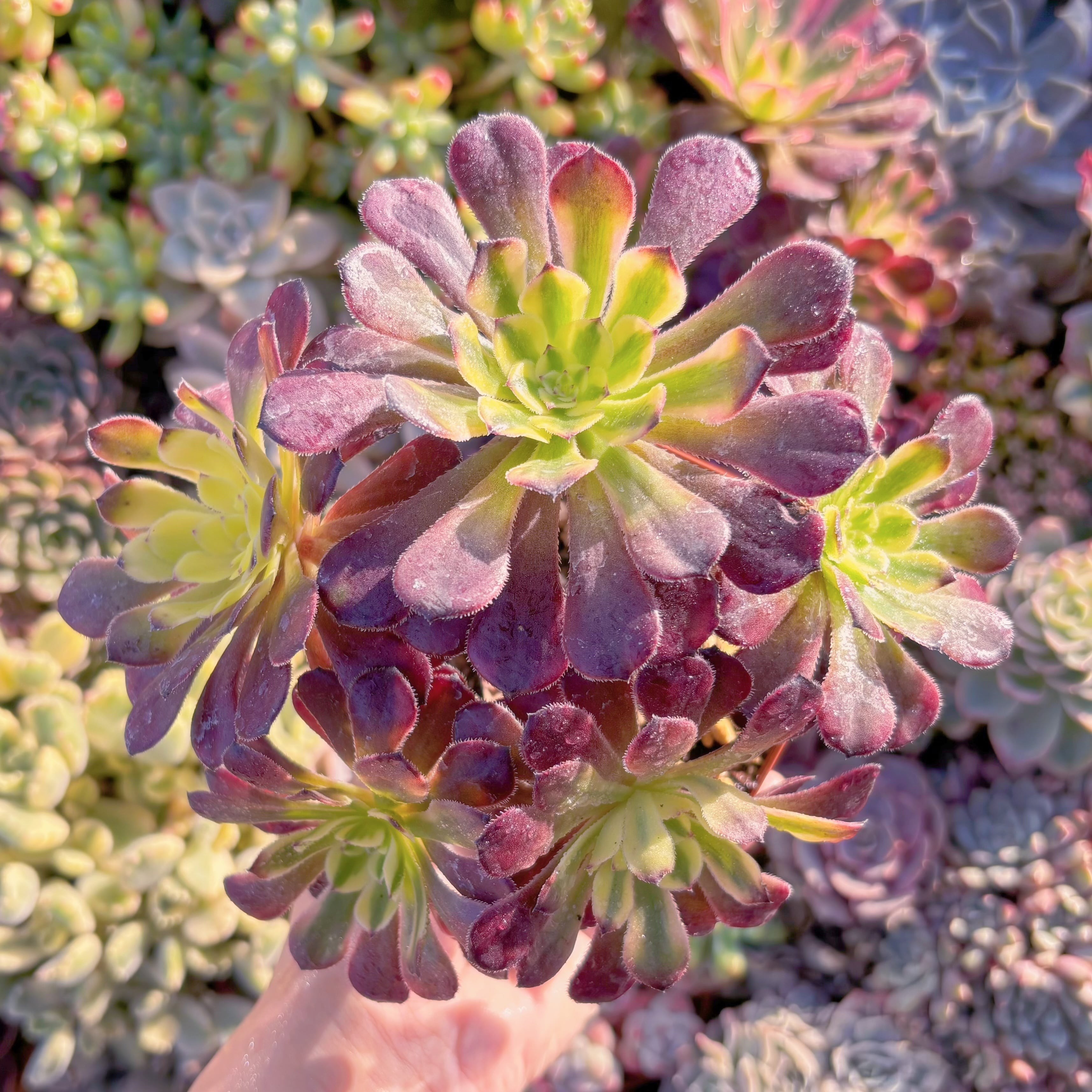 現品　ブラックチェリー#M225　大群生　るる農園