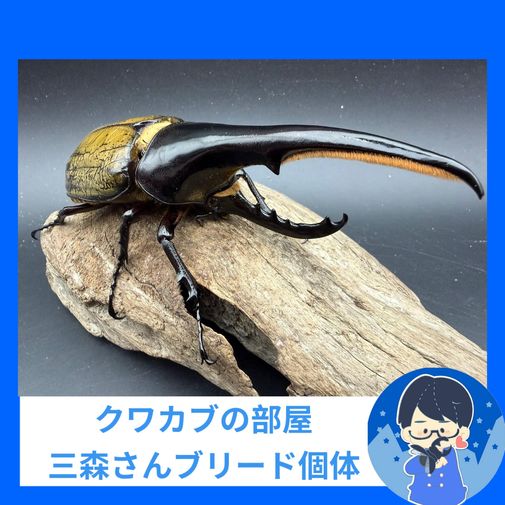 ユダイクスミヤマクワガタ 94mm ペア》 | KPW BASE店