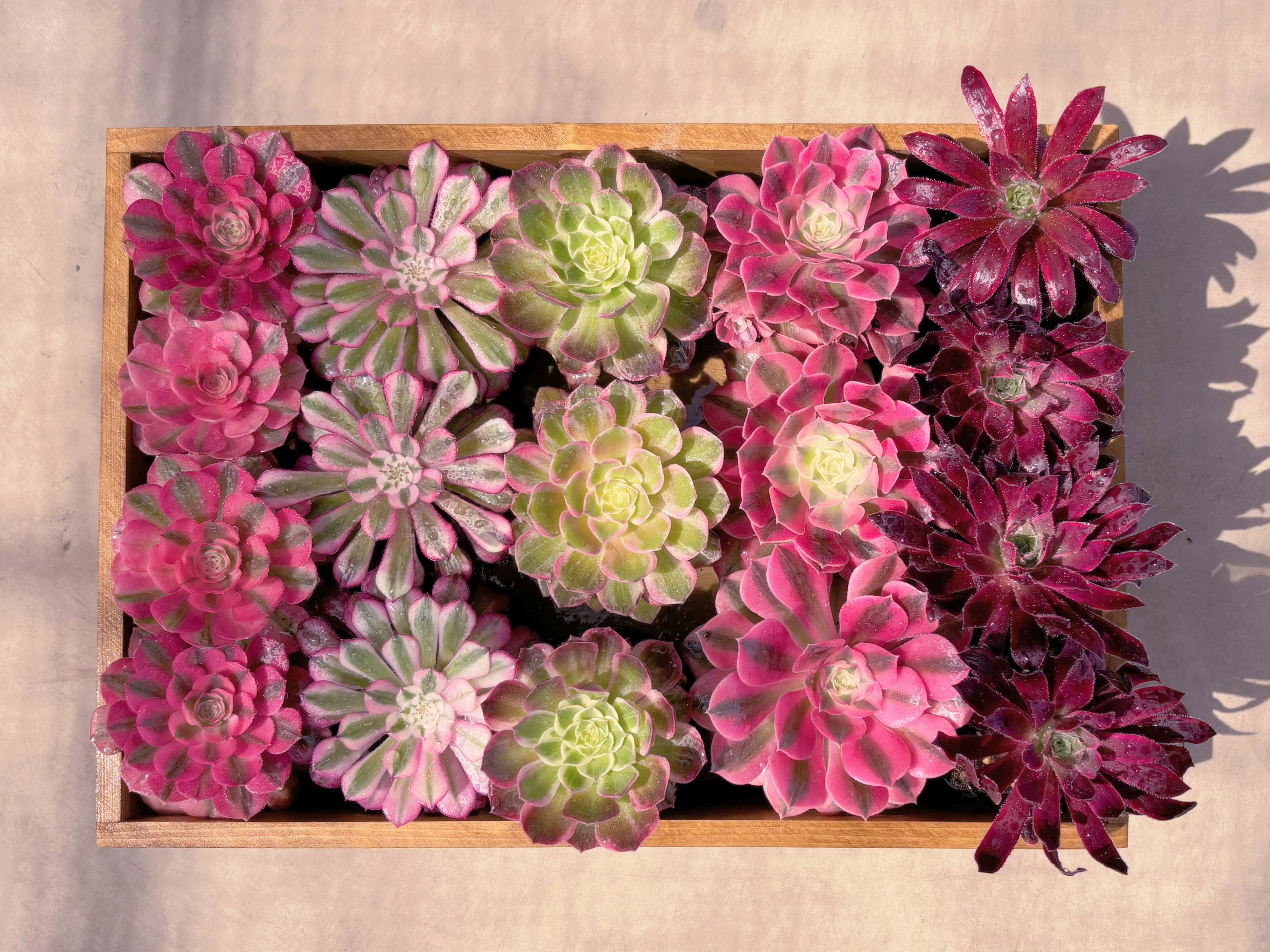 BASE販売会アエオセット002