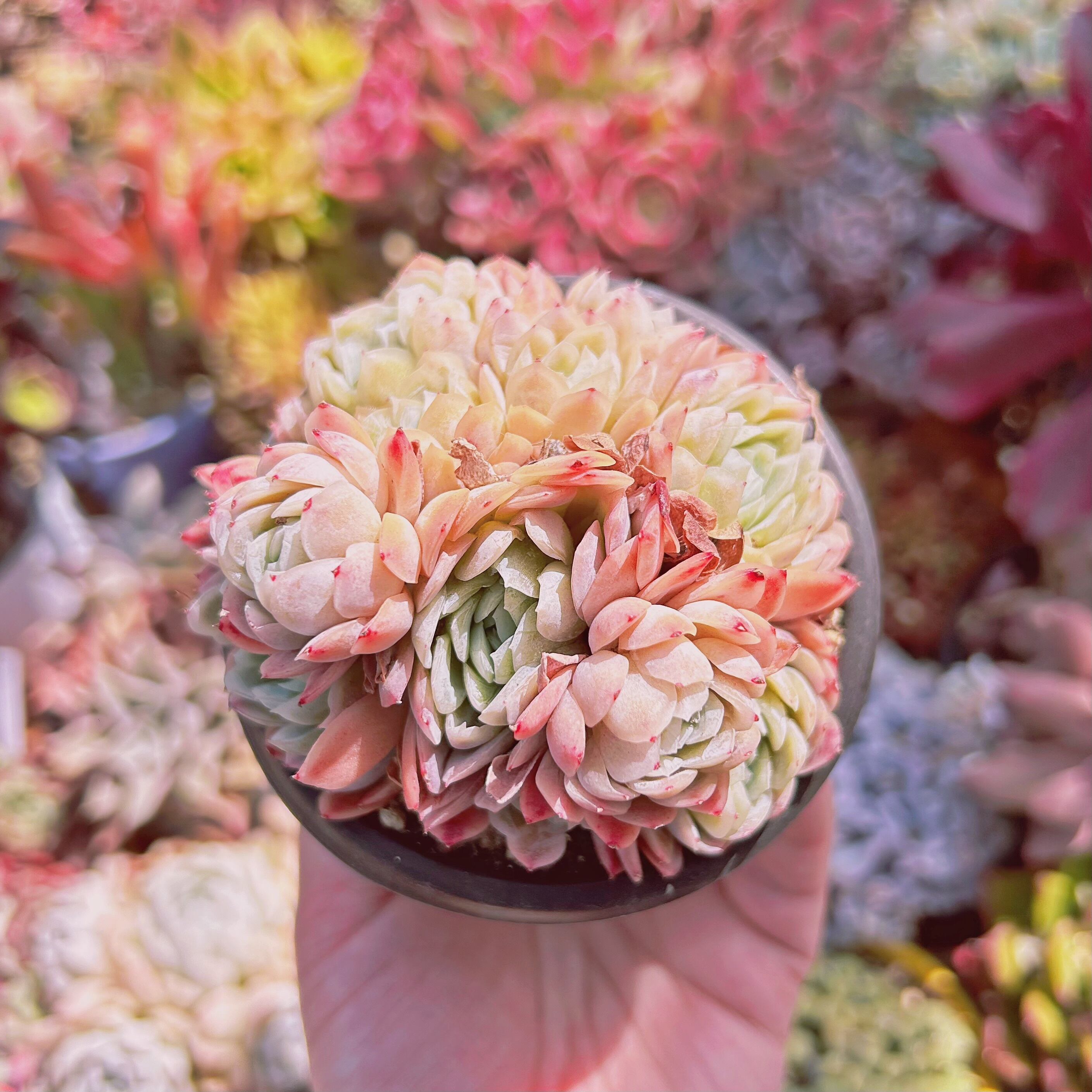 現物　多肉植物　ラズベリーアイス