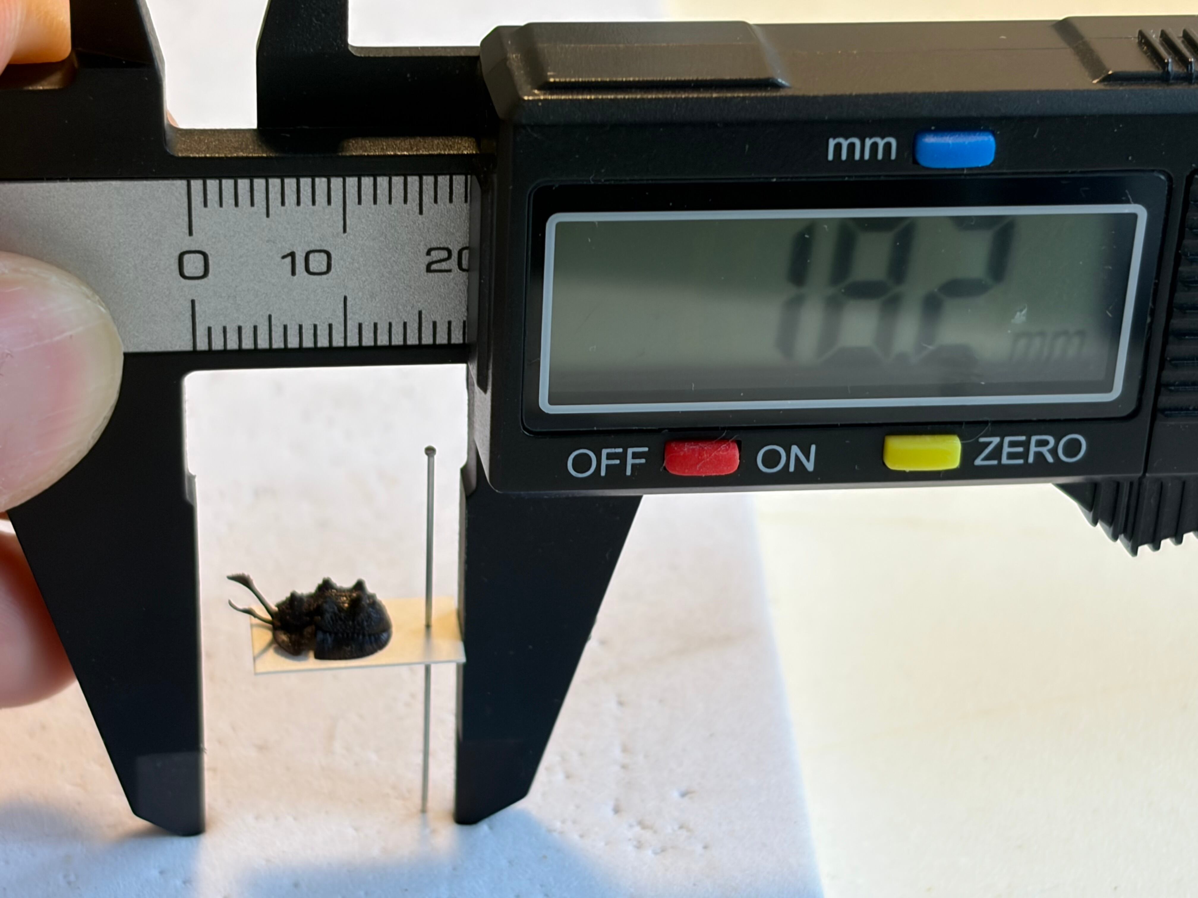 7mm♂】カタツムリみたいなコブスジツノゴミムシダマシ 標本