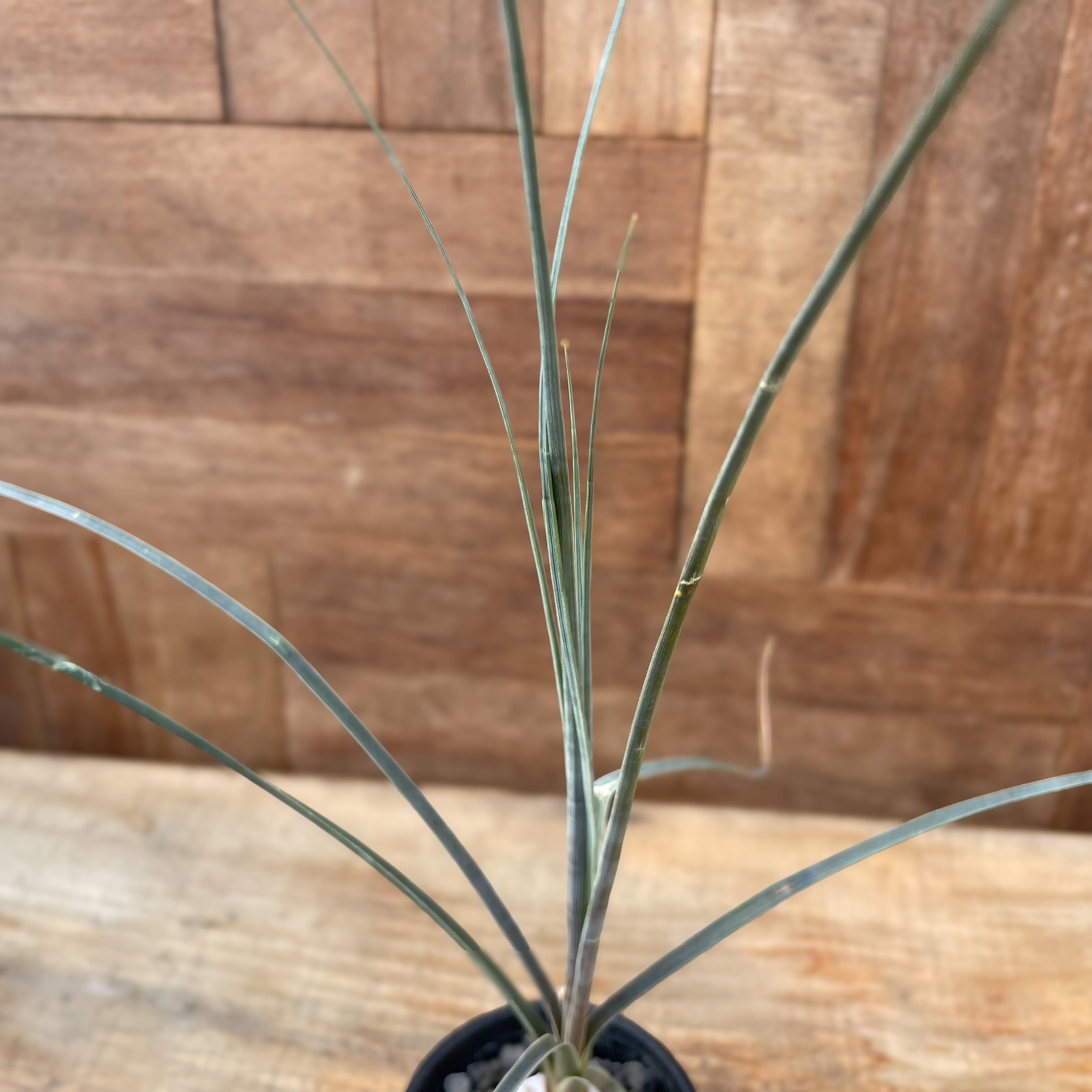 Beaucarnea gracilis【ボーカルネア・グラキリス】 | RIMO'S GREEN