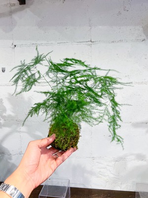 【父の日】アスパラ 苔玉