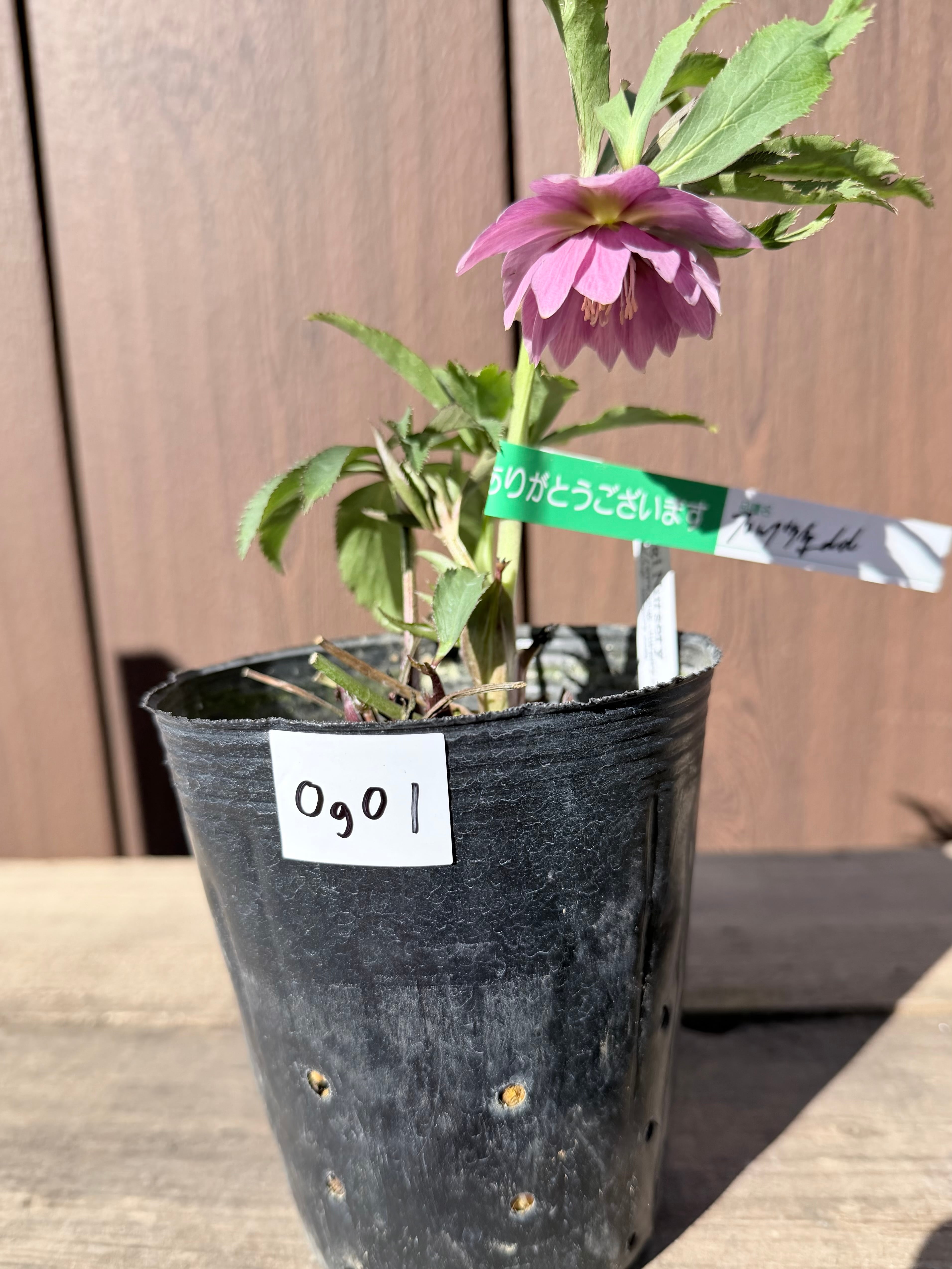 かぐや姫 加藤農園 クリスマスローズ【ka86】送料無料 | あしかが