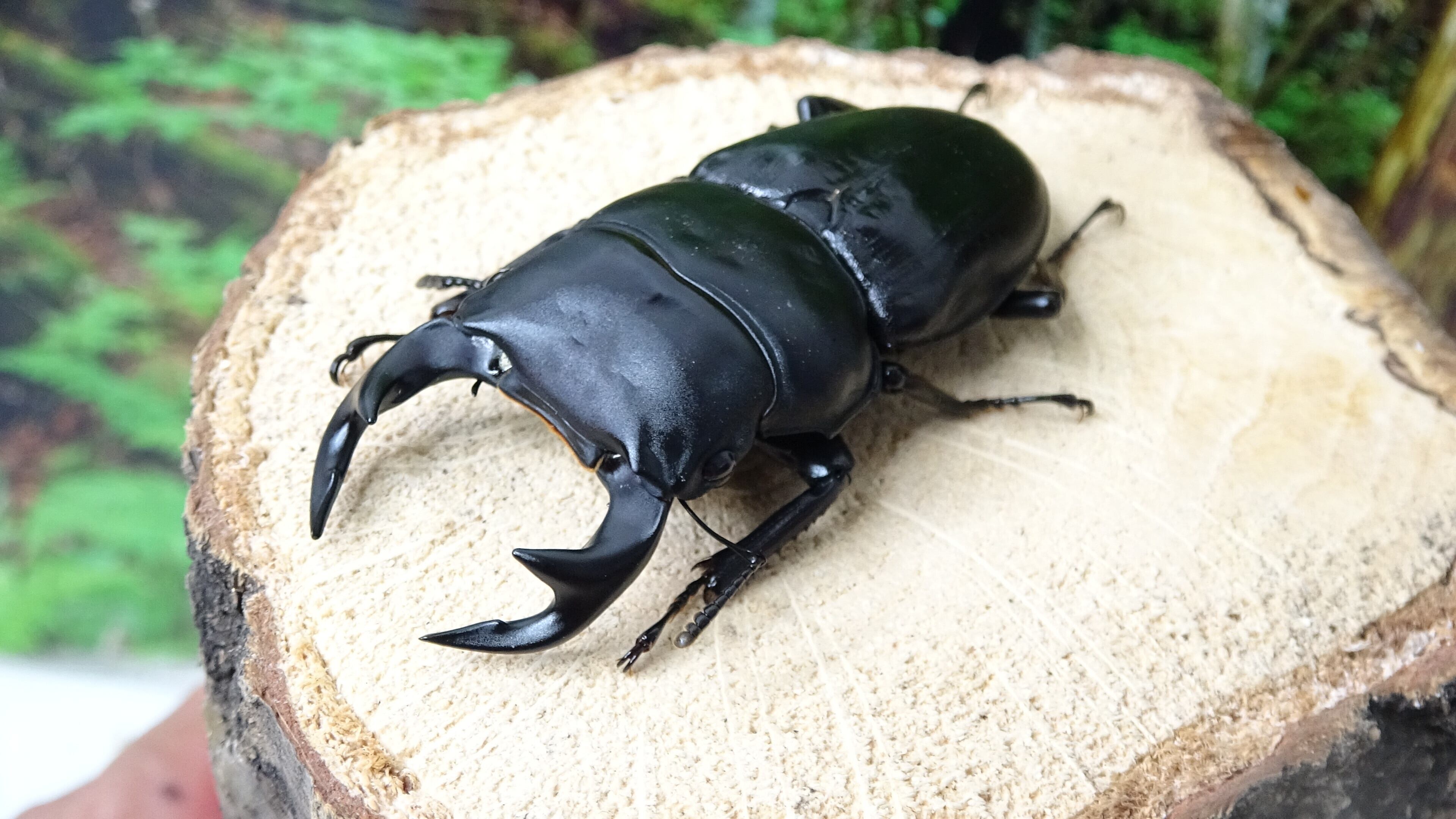 台湾オオクワガタ タイワンオオクワ 新成虫 ペア 73mm 46 1mm 夢旅路 Dream Vision